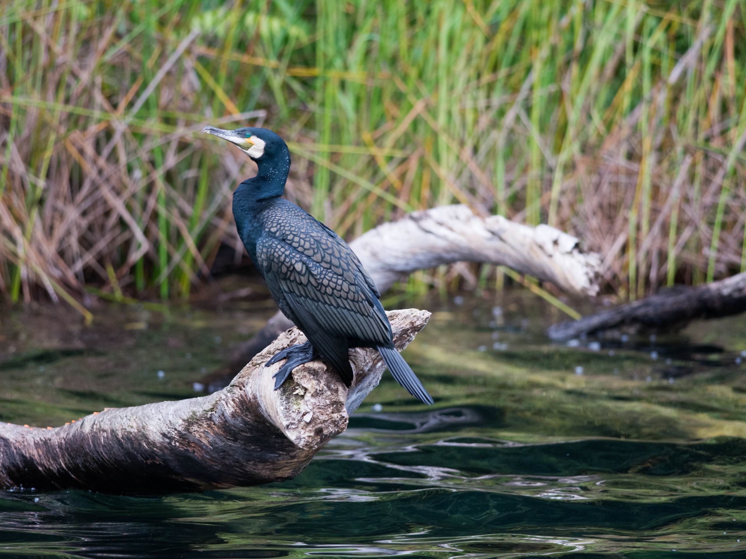 Wildlife Photography Tour in Queensland, Australia 18