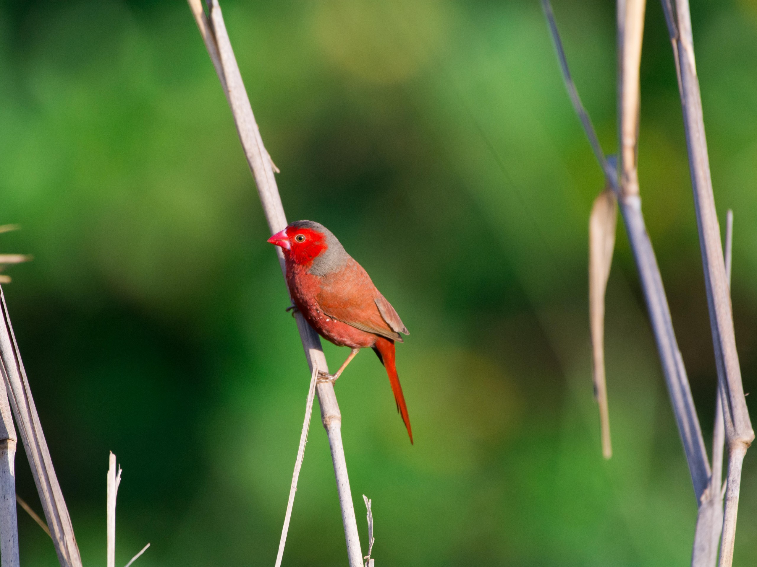 Birdwatching in North Queensland with a guided group 26