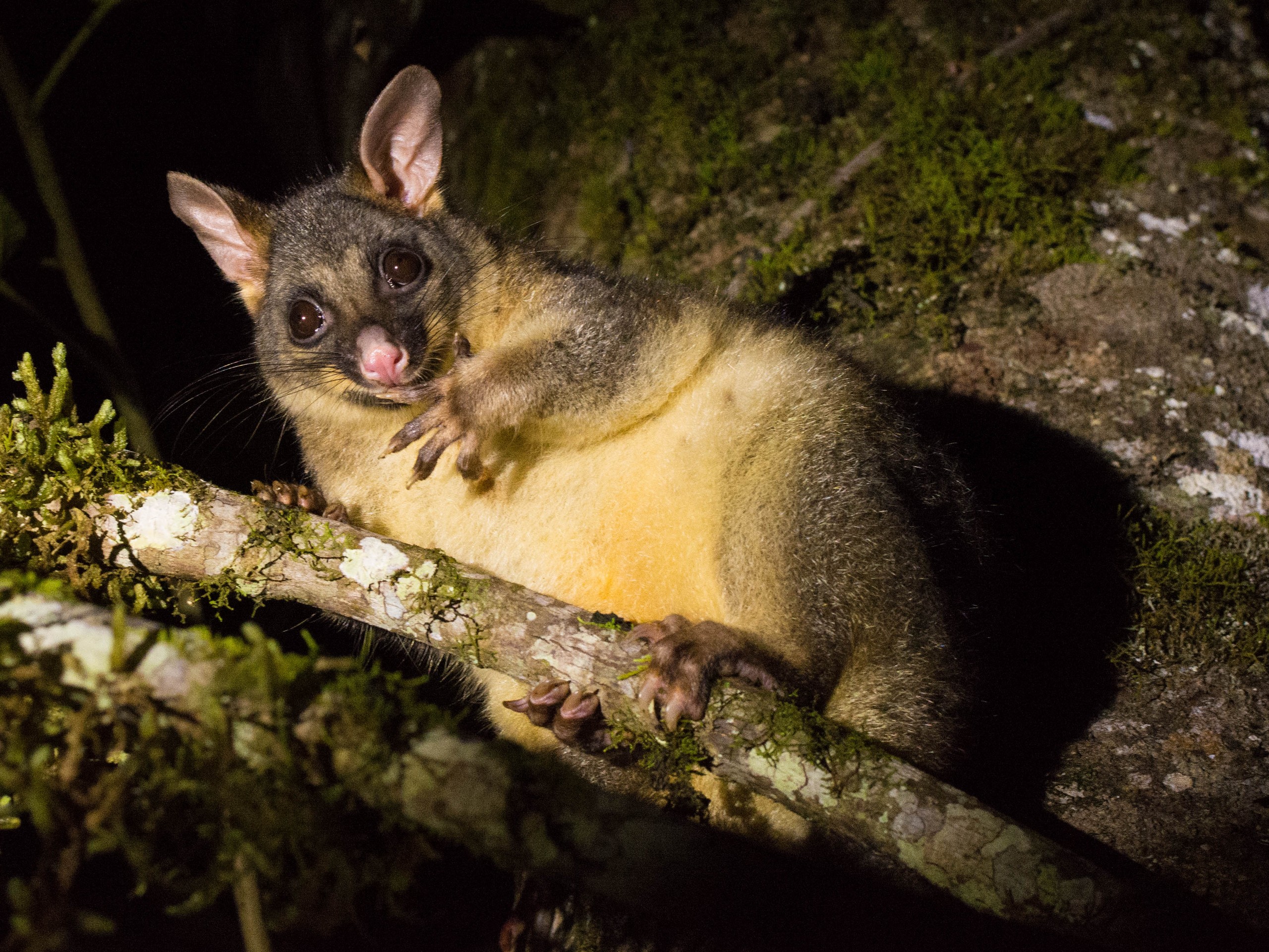 Wildlife watching in Queensland, Australia 18