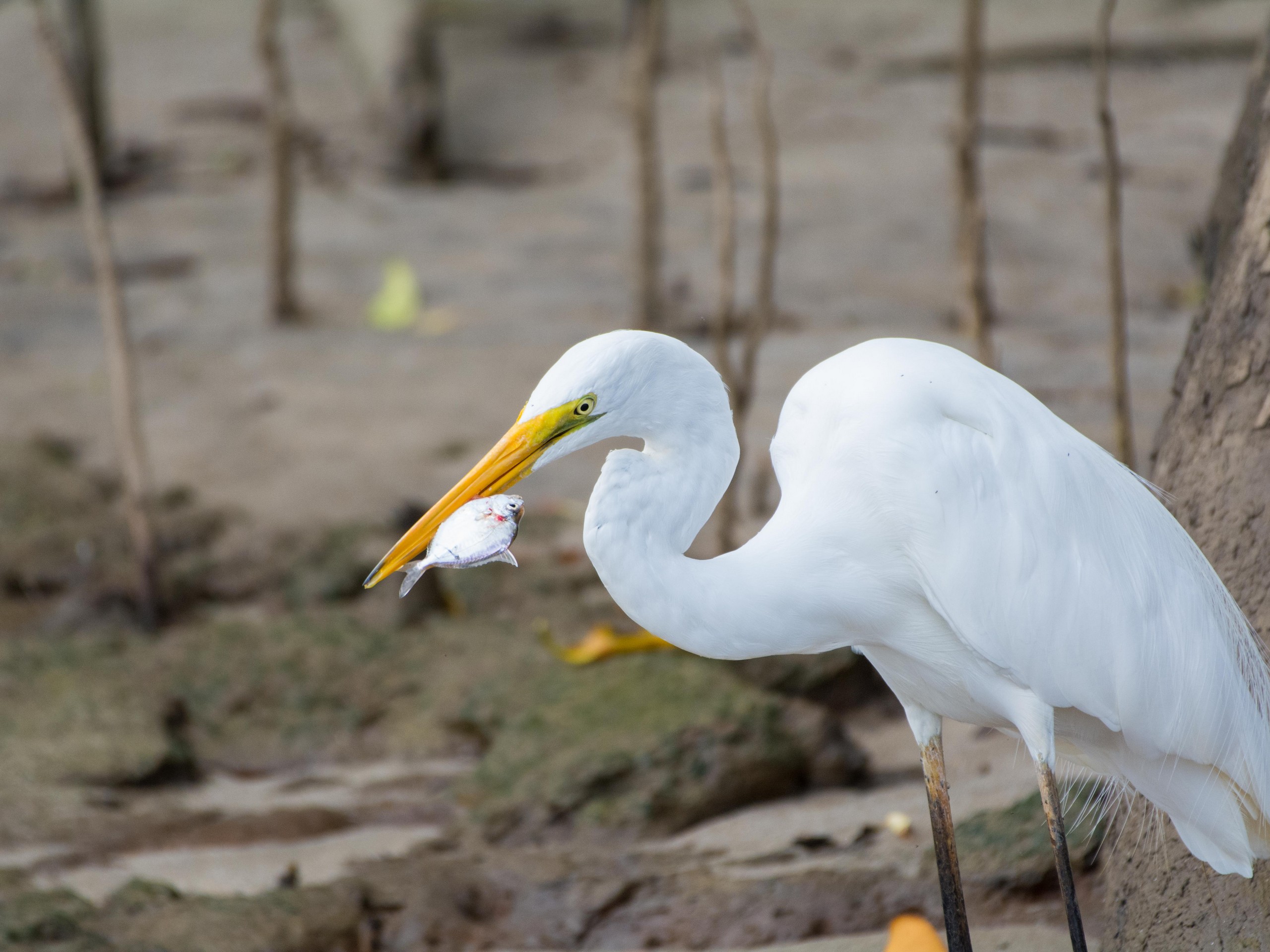 Birdwatching in North Queensland with a guided group 27