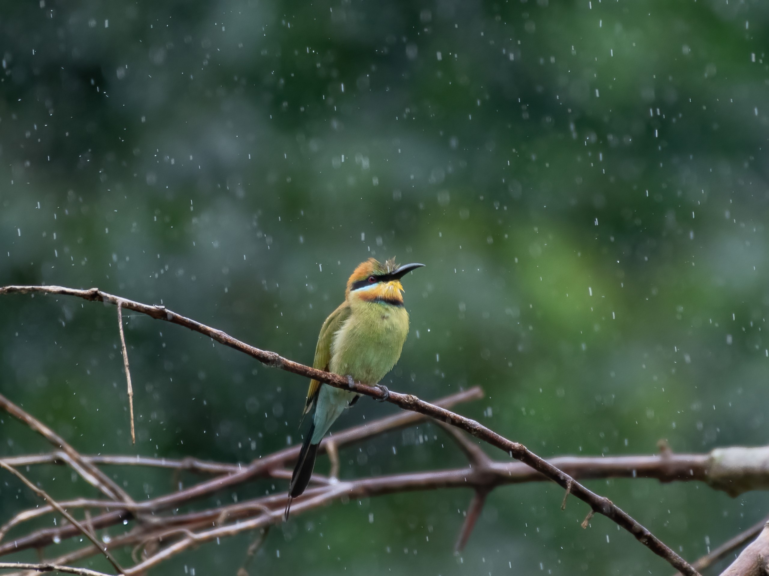 Birdwatching in North Queensland with a guided group 28