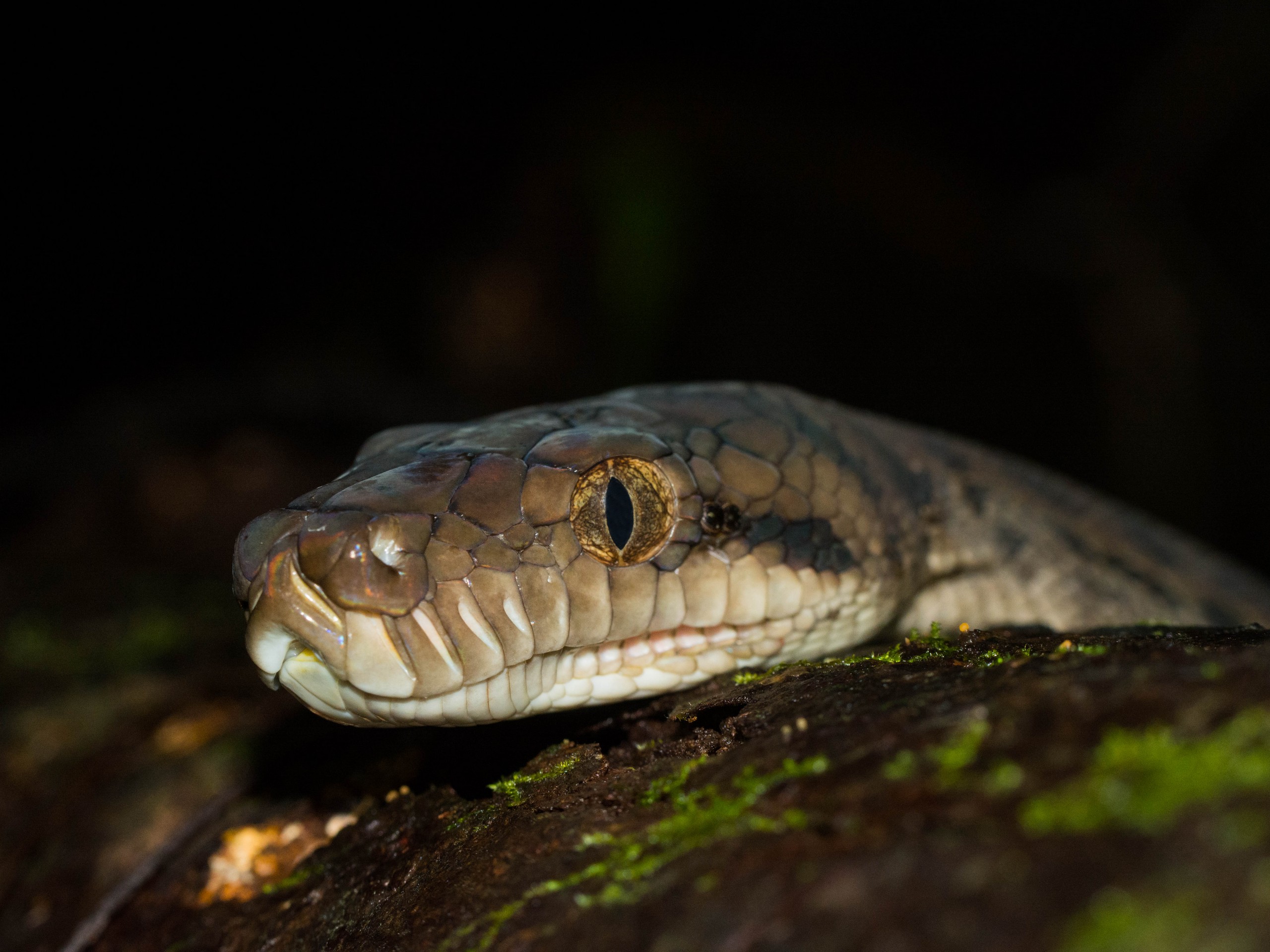 Wildlife watching in Queensland, Australia 20