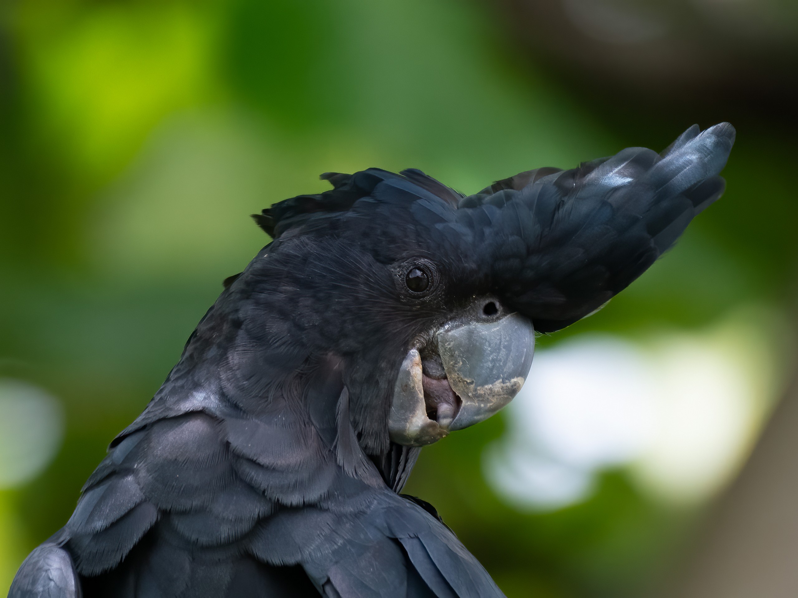 Birdwatching in North Queensland with a guided group 29