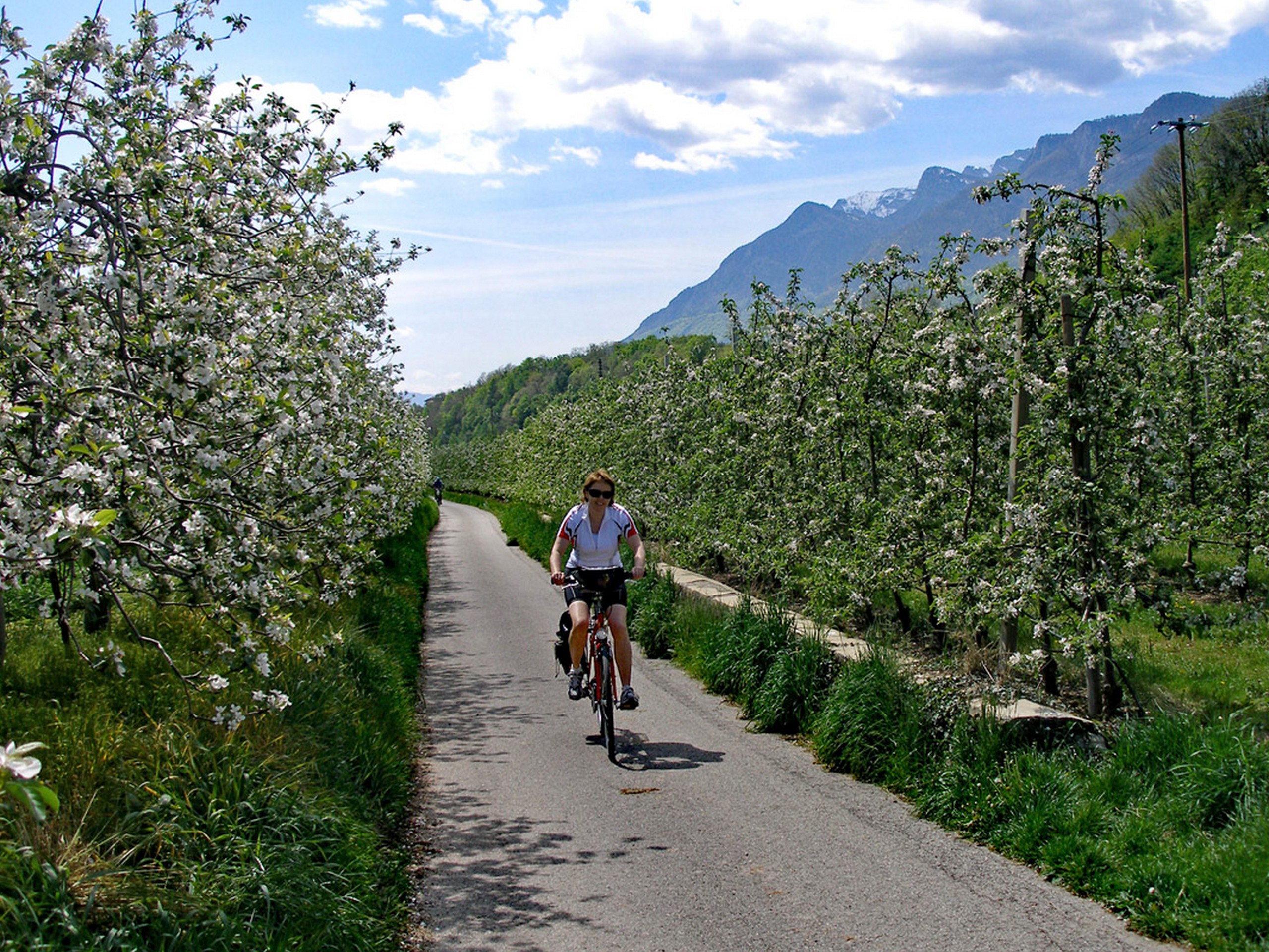 Biking path along the fruit tree forests in South Tyrol, Austria