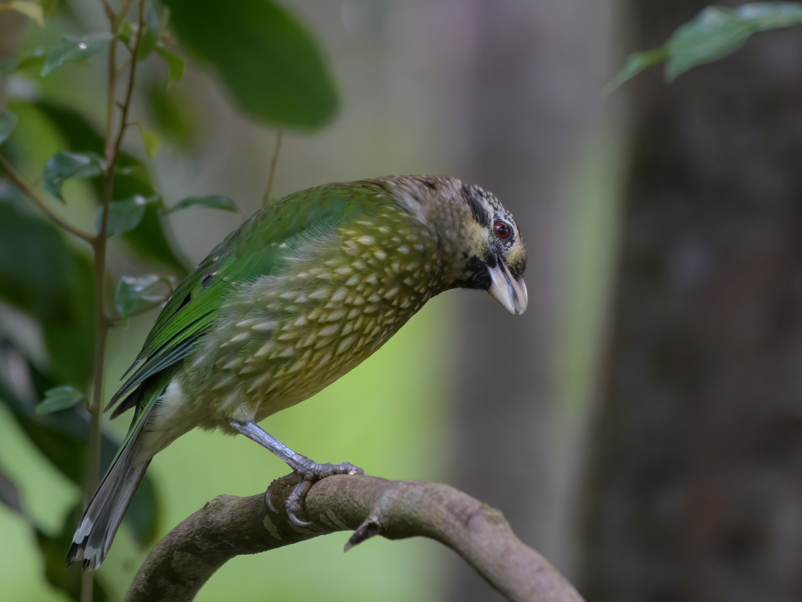 Birdwatching in North Queensland with a guided group 30