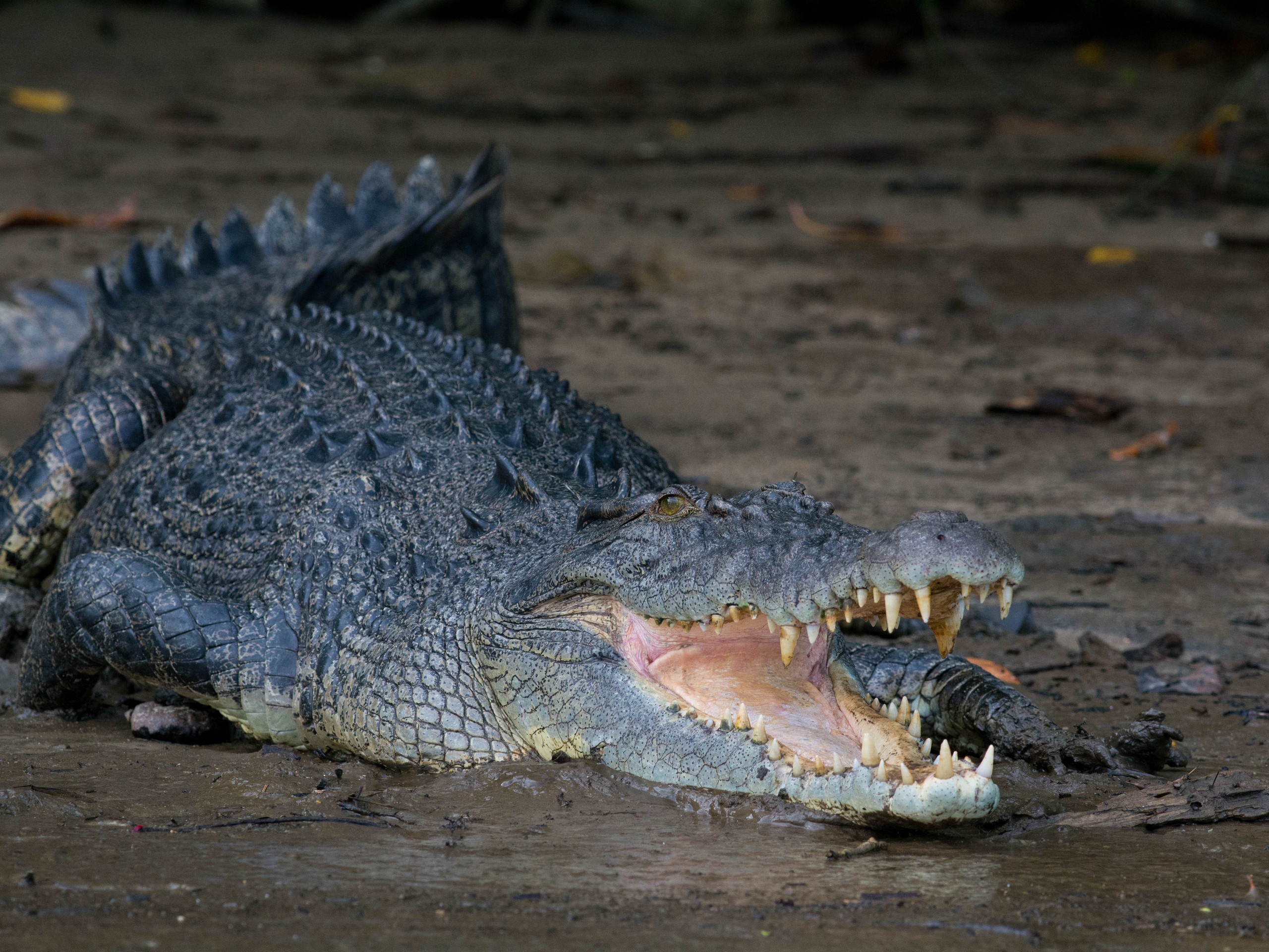 Wildlife watching in Queensland, Australia 23