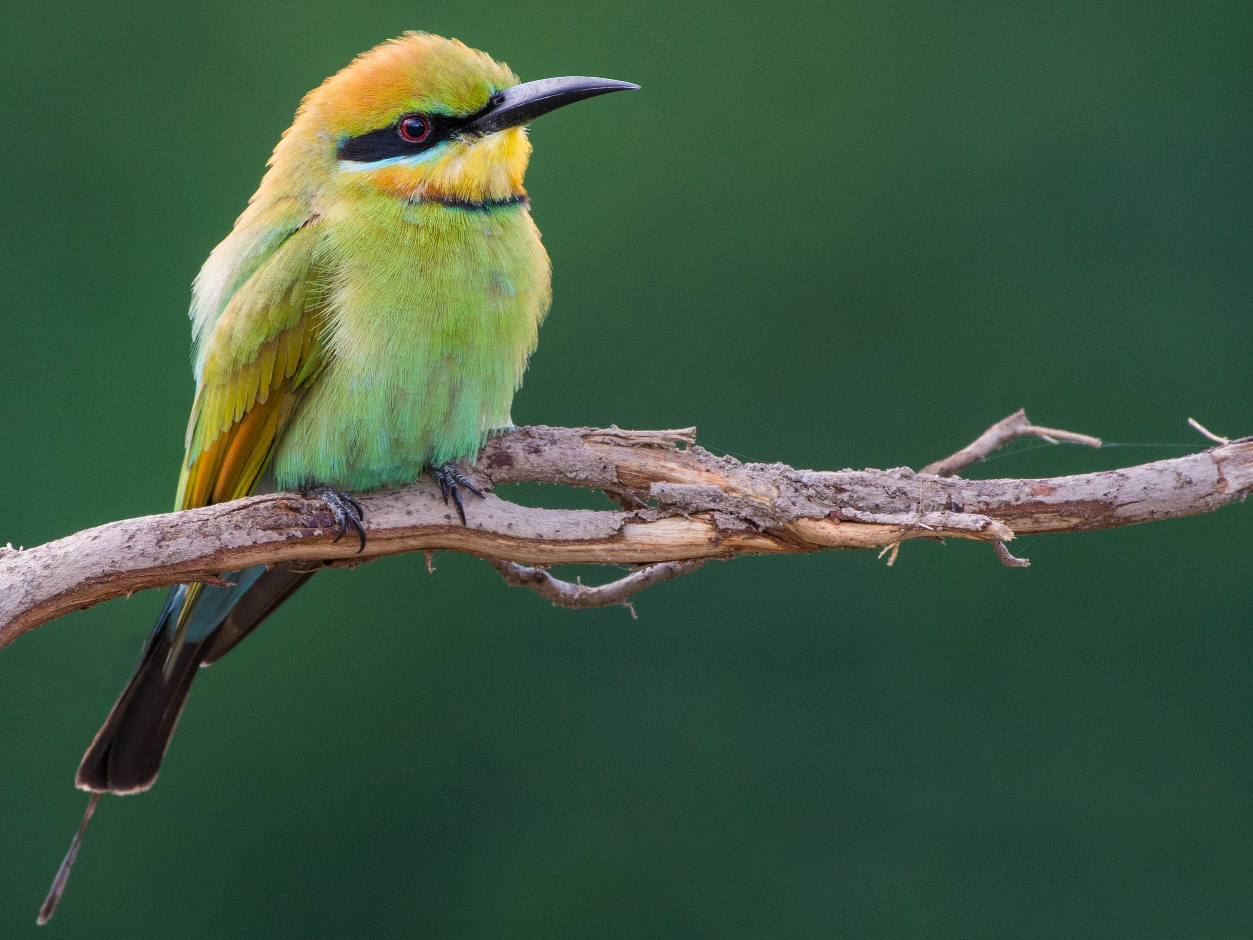 Wildlife Photography Tour in Queensland, Australia 24