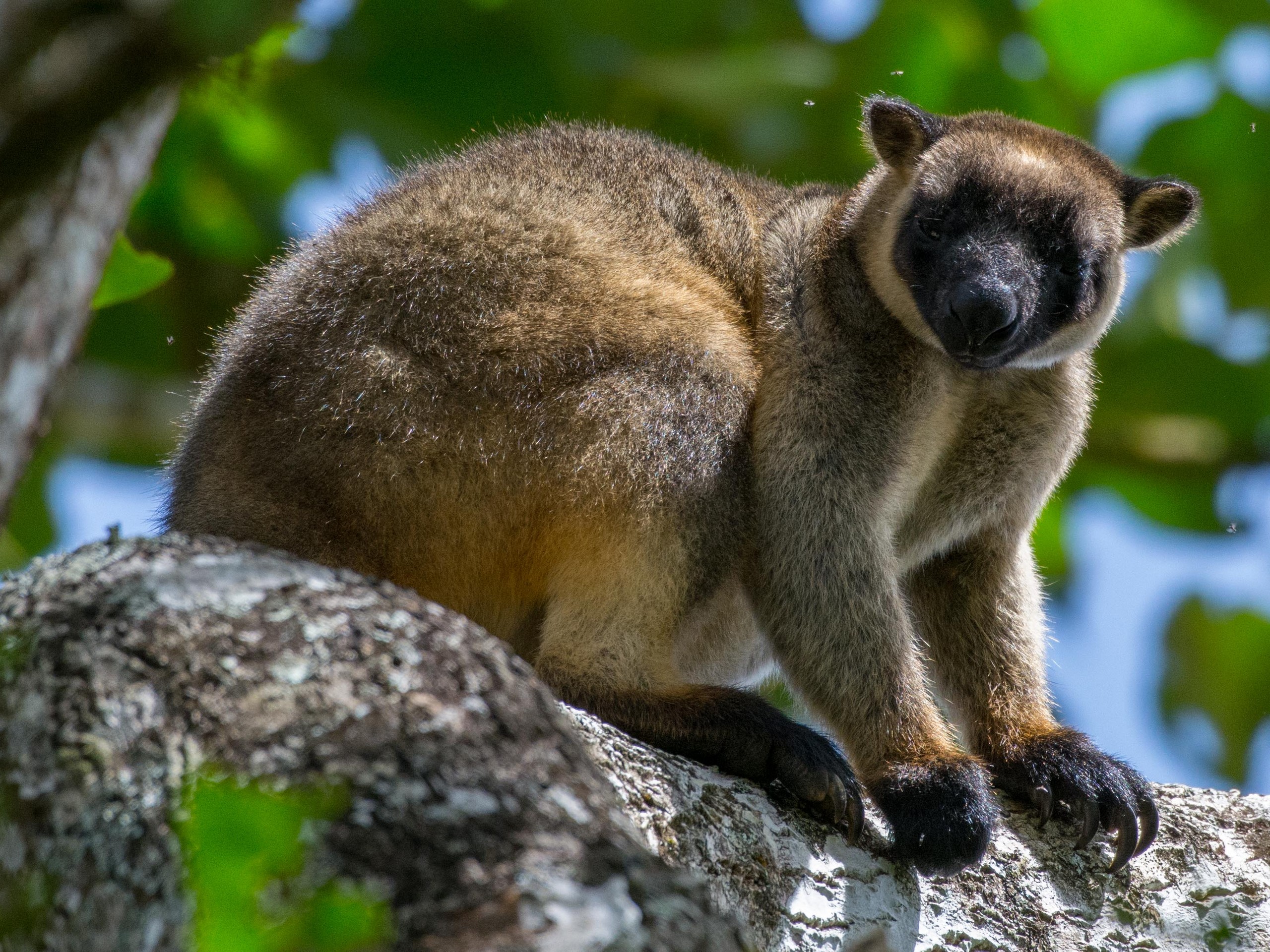 Wildlife Photography Tour in Queensland, Australia 25