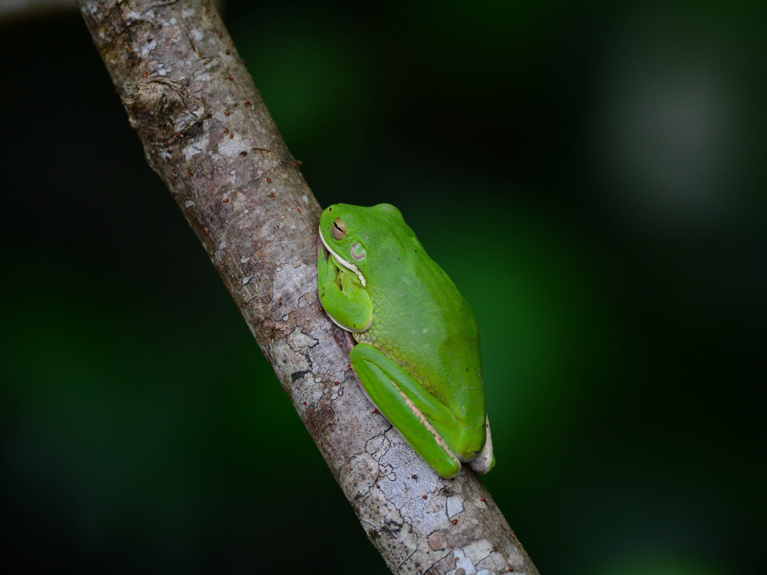 Wildlife watching in Queensland, Australia 25