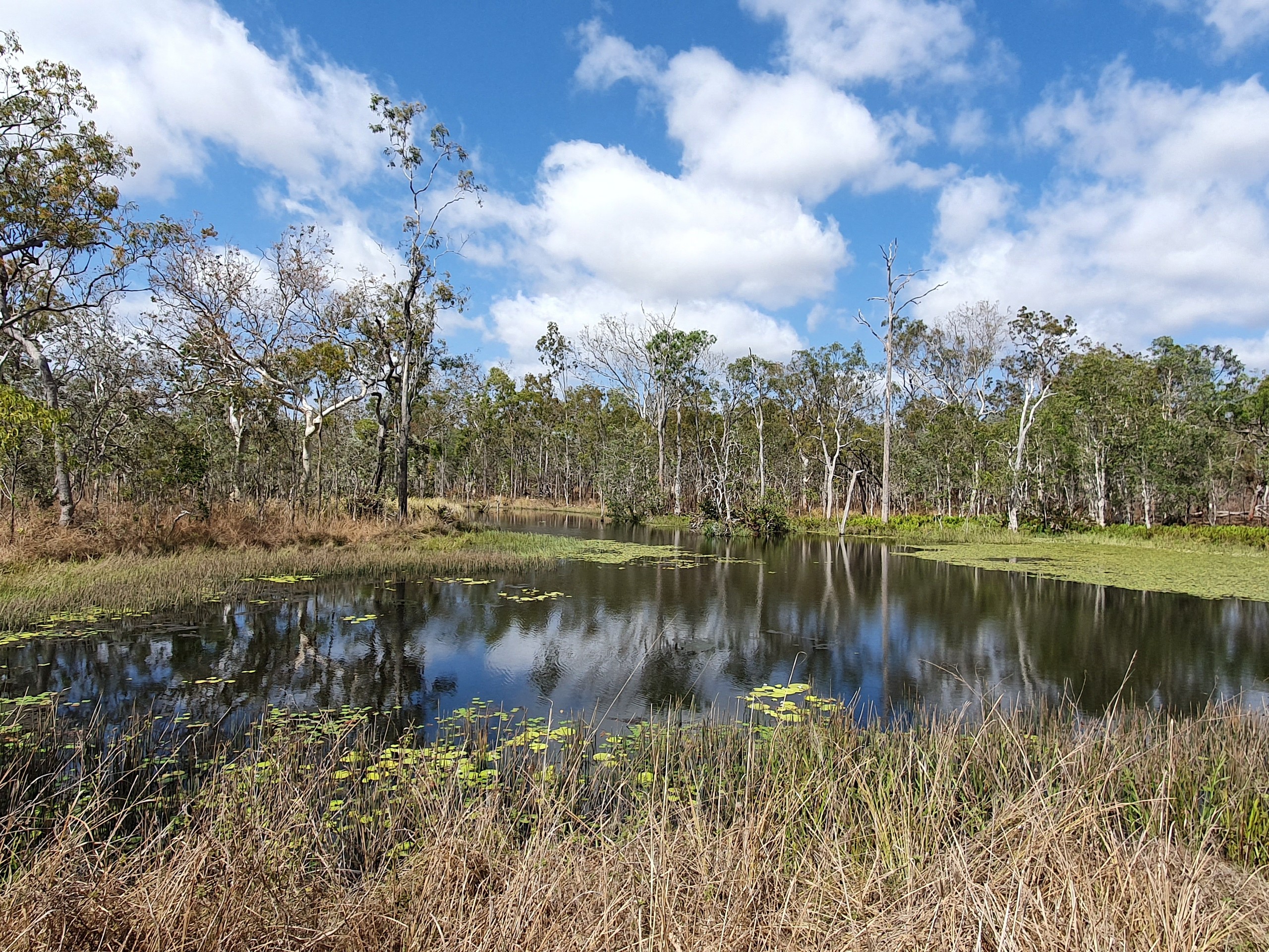 Birdwatching in North Queensland with a guided group 06