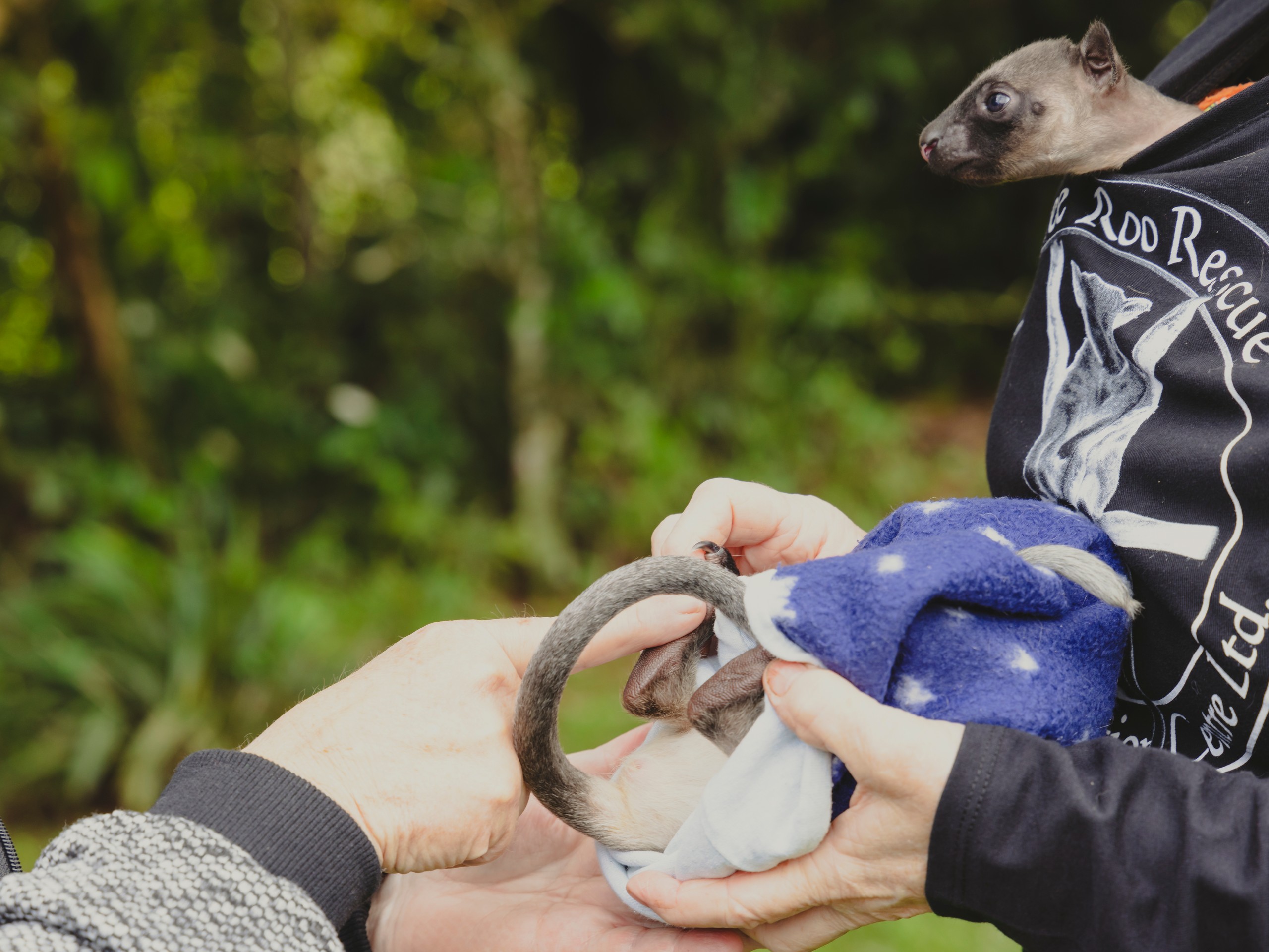 Wildlife watching in Queensland, Australia 06