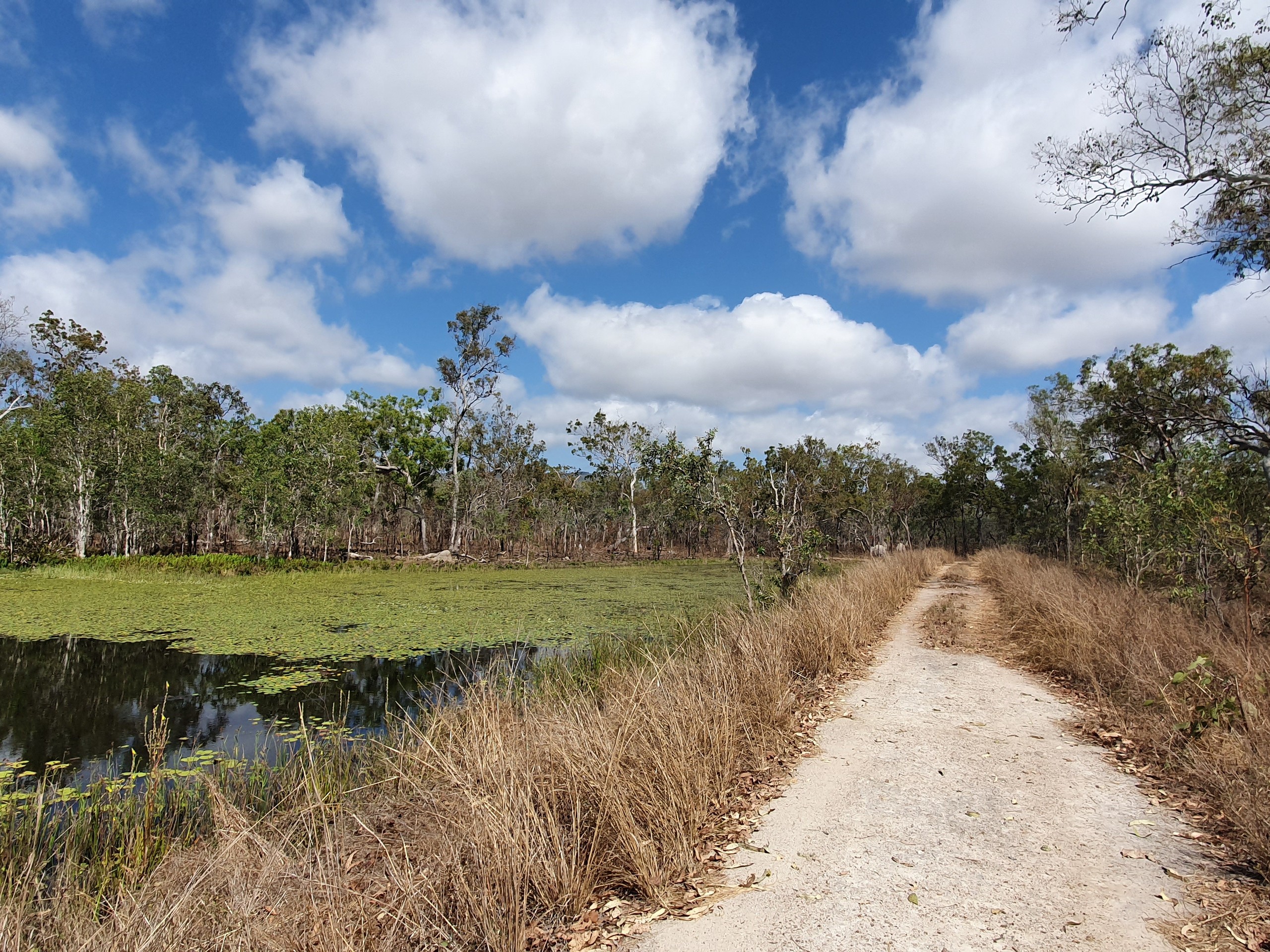 Birdwatching in North Queensland with a guided group 07