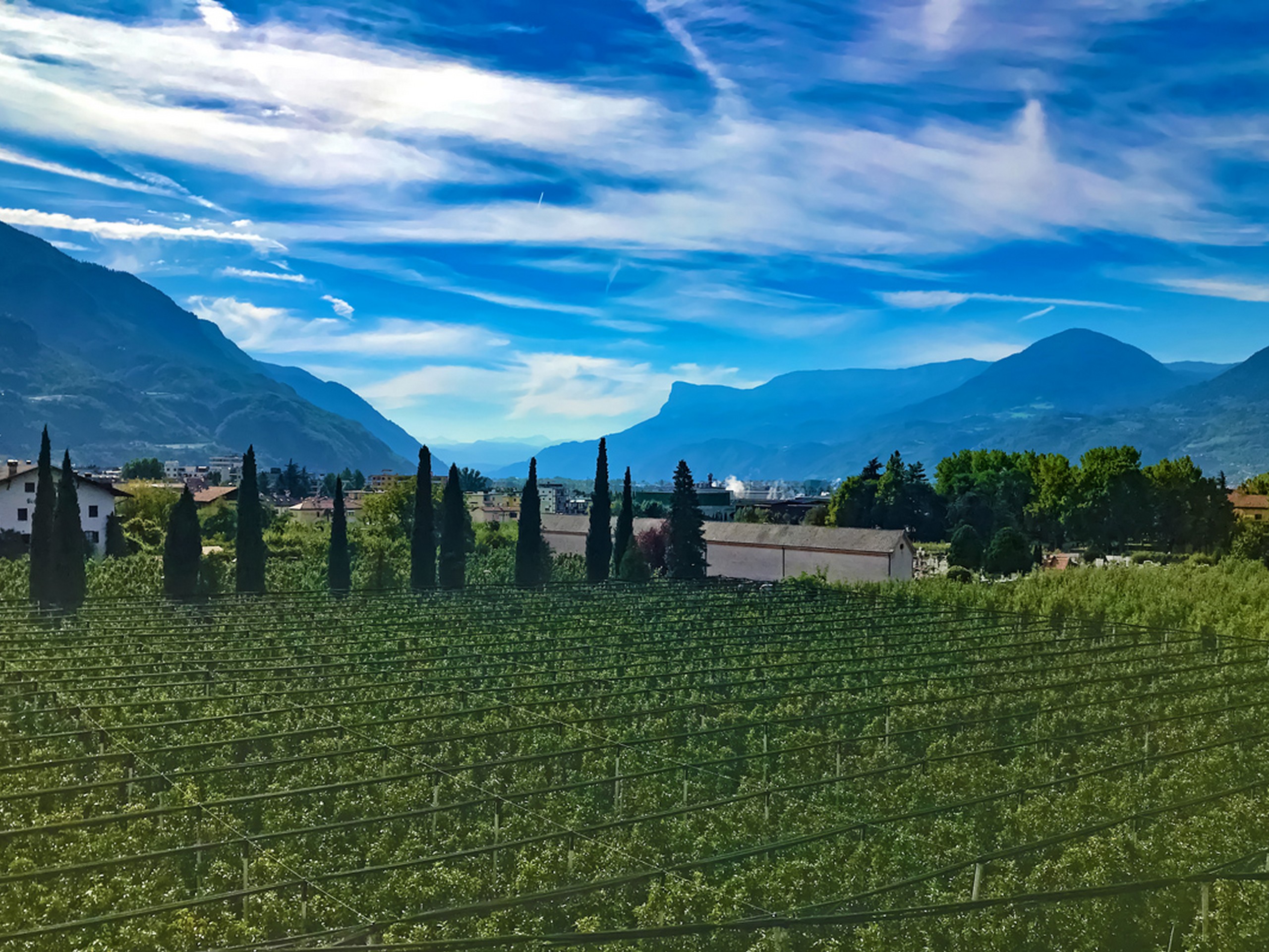 Expansive vineyards near Meran