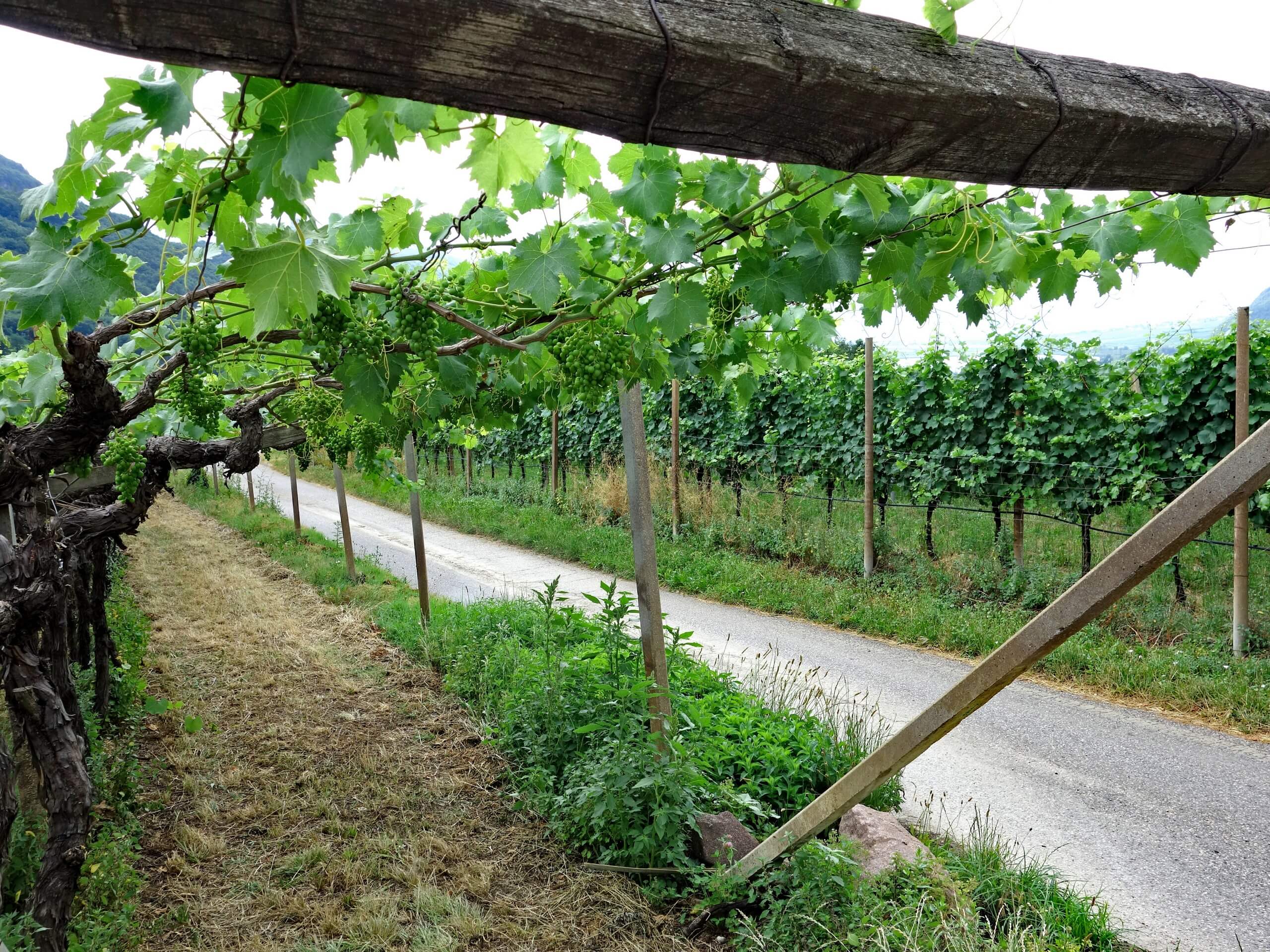 Biking path among the vineyards of South Tyrol