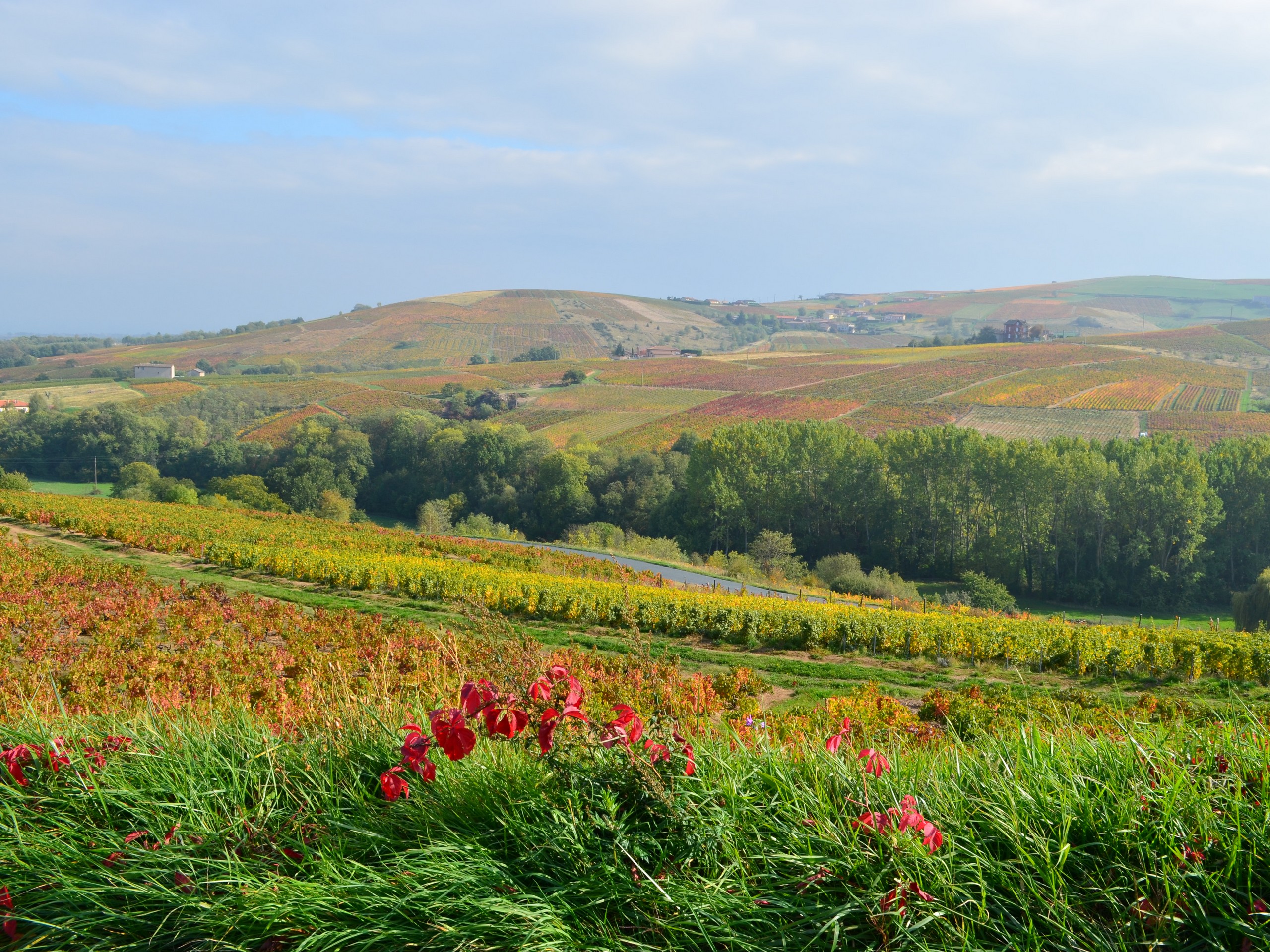 Self-guided Beaujolais Bike Tour in France 40