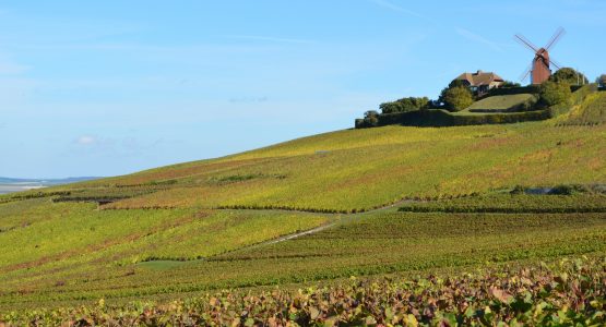 Cycle the Champagne Region from Epernay