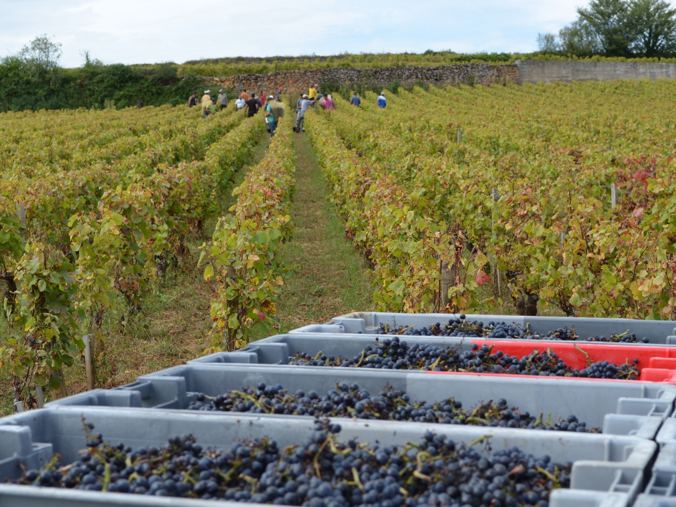 Cycling in Beaune region, Burgundy 44