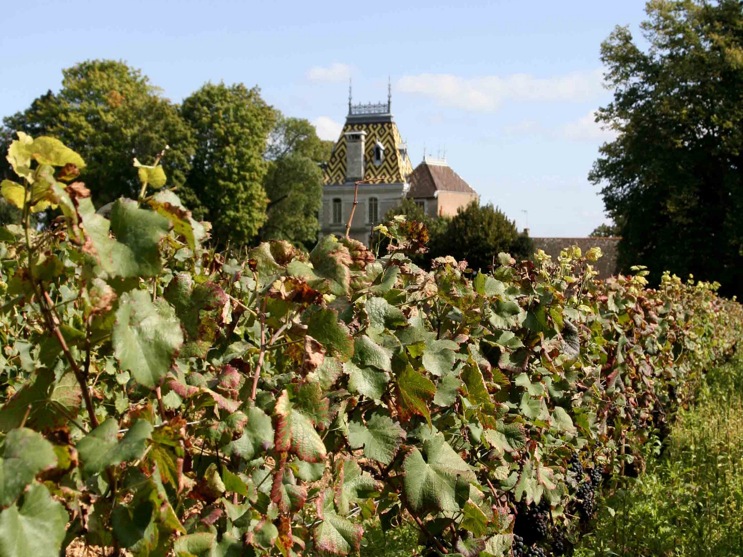 Cycling in Beaune region, Burgundy 02