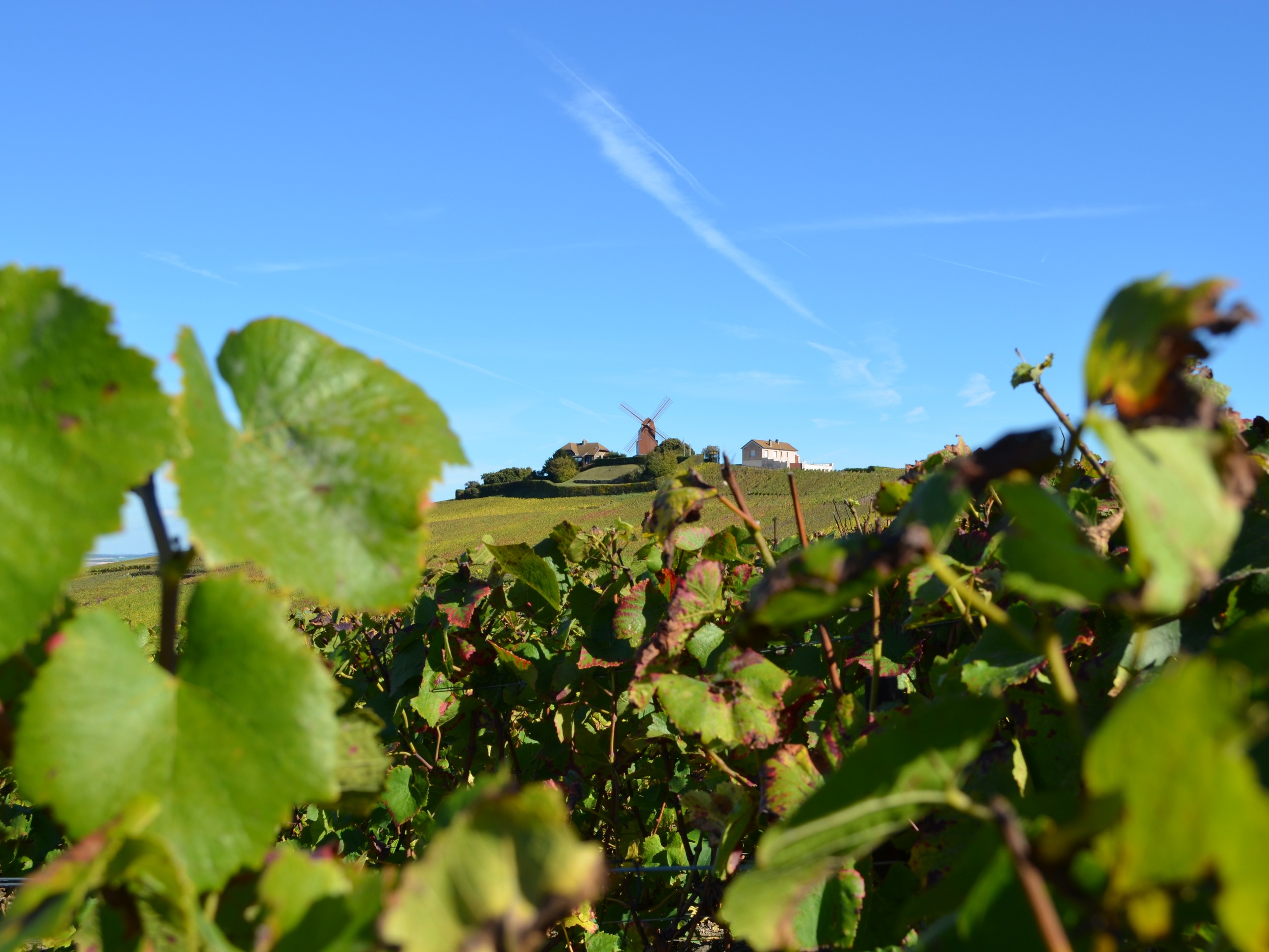 Self-guided Champagne Region biking tour in France 18