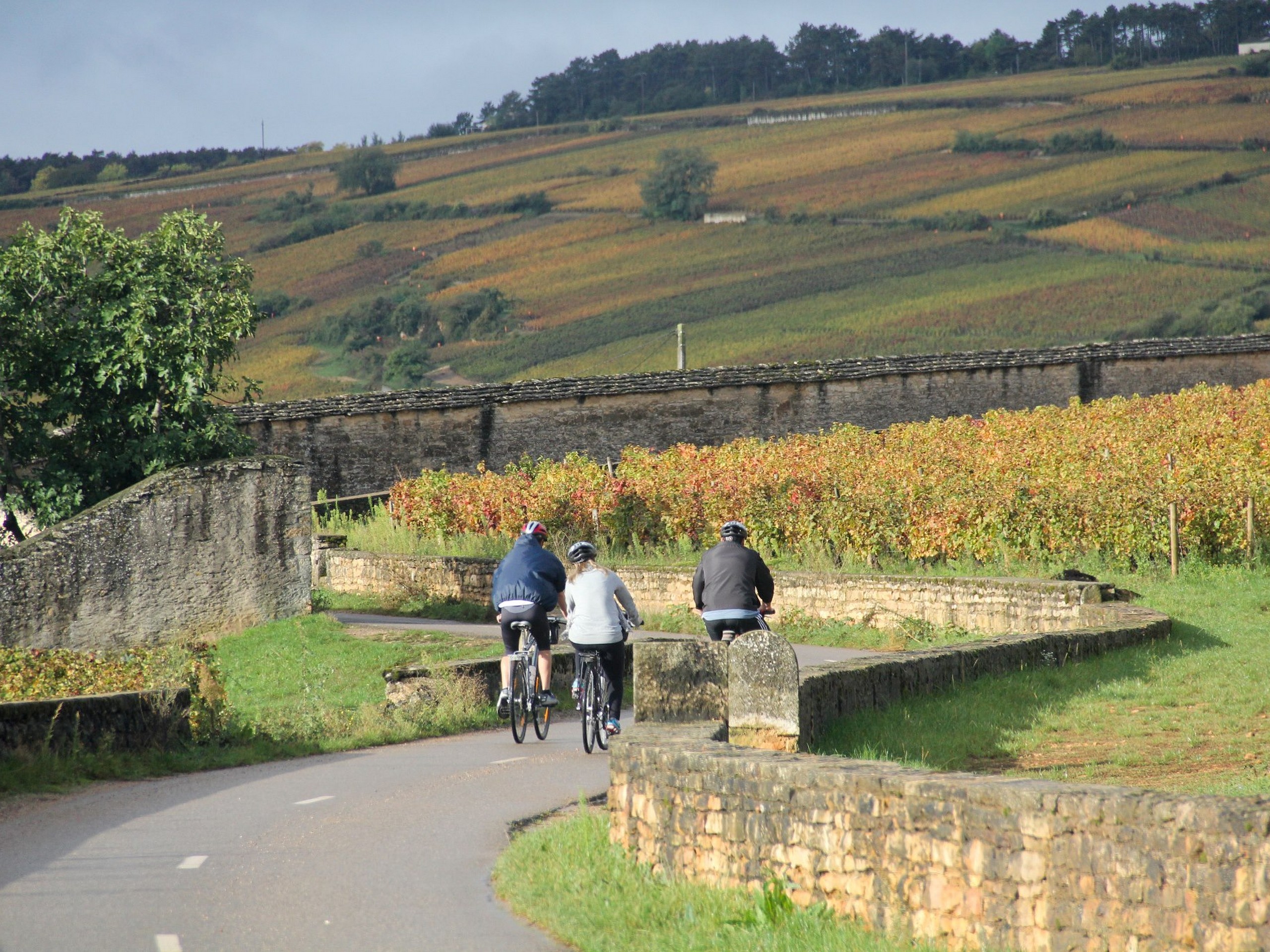 Cycling in Beaune region, Burgundy 04