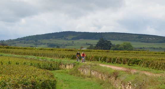 Self-guided Chablis Bike Tour in France 13