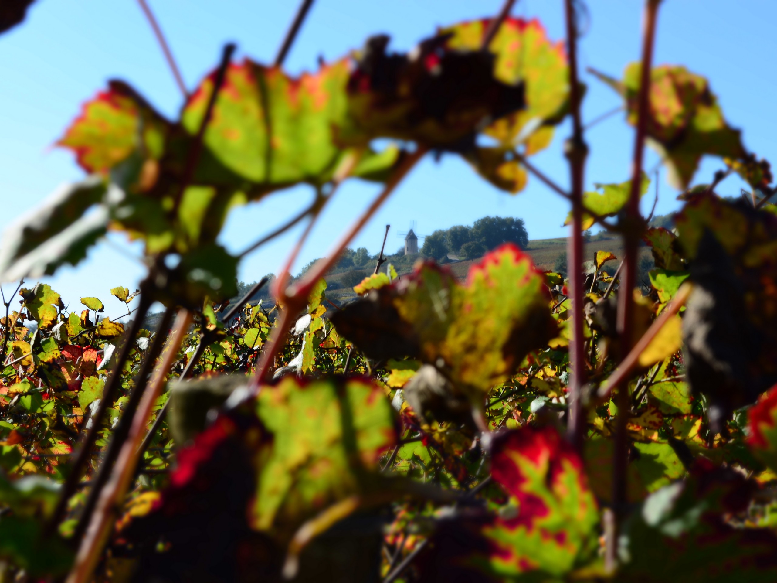 Cycling in Beaune region, Burgundy 32