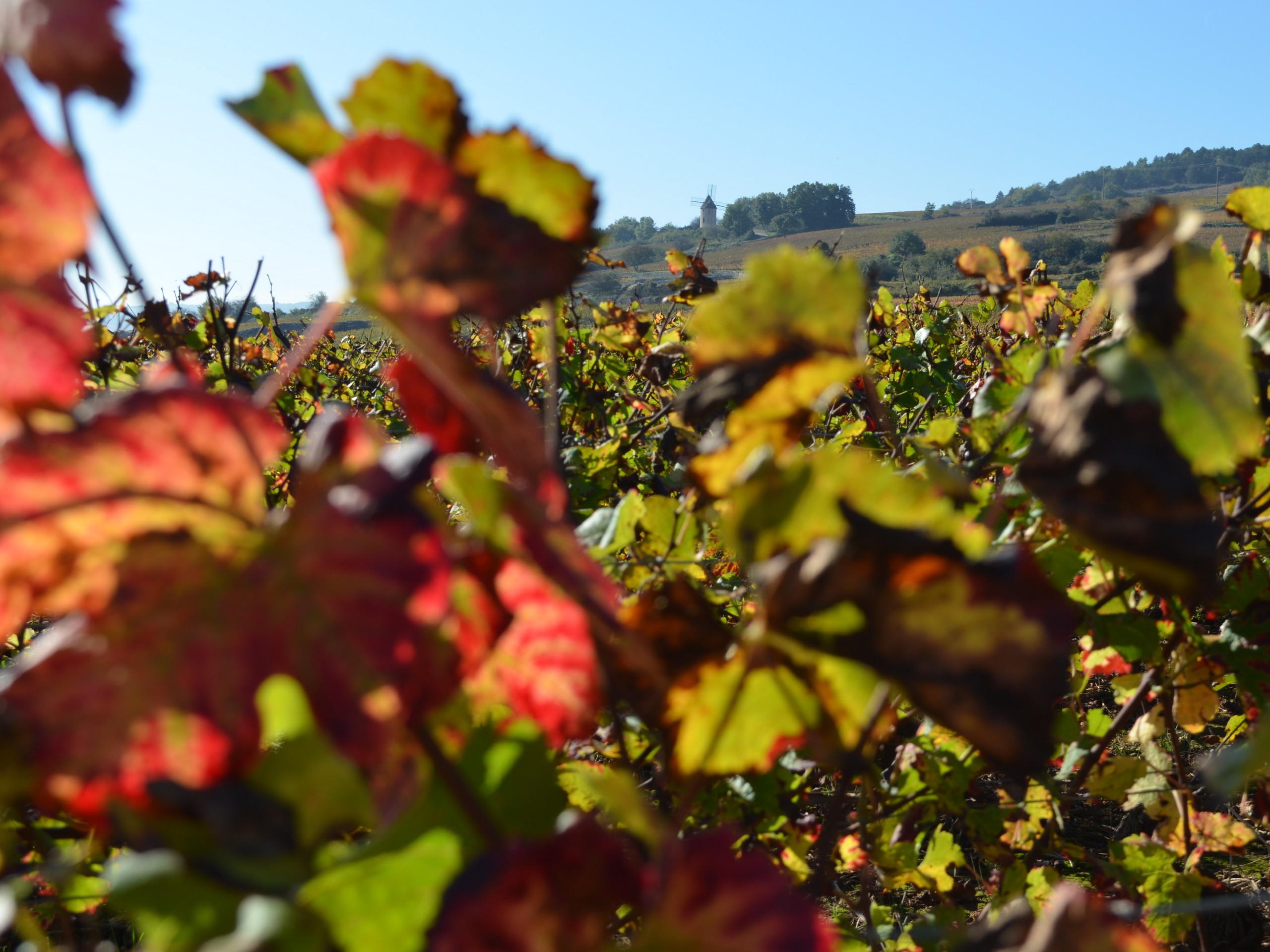 Cycling in Beaune region, Burgundy 34