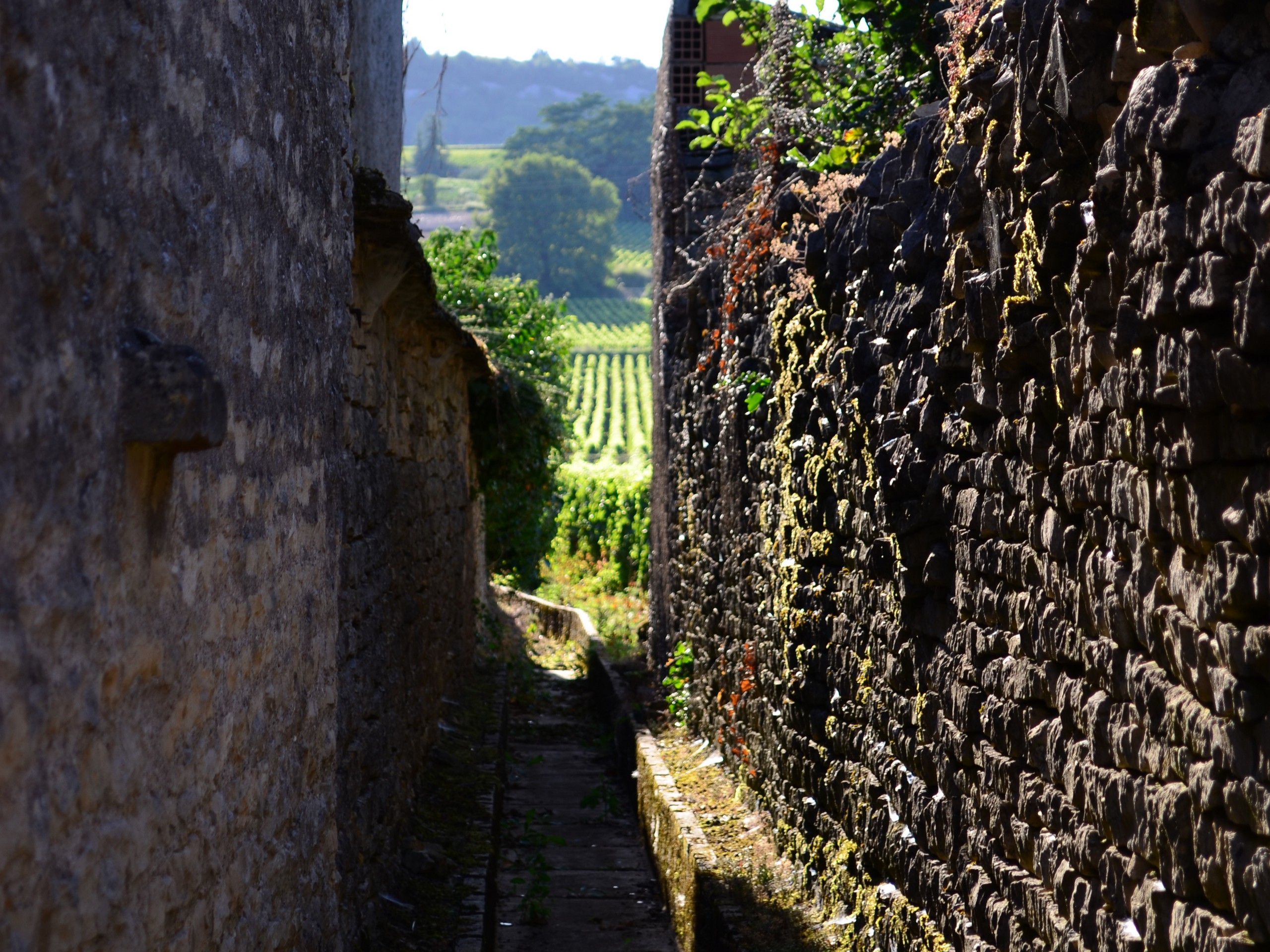 Self-guided Chablis Bike Tour in France 20
