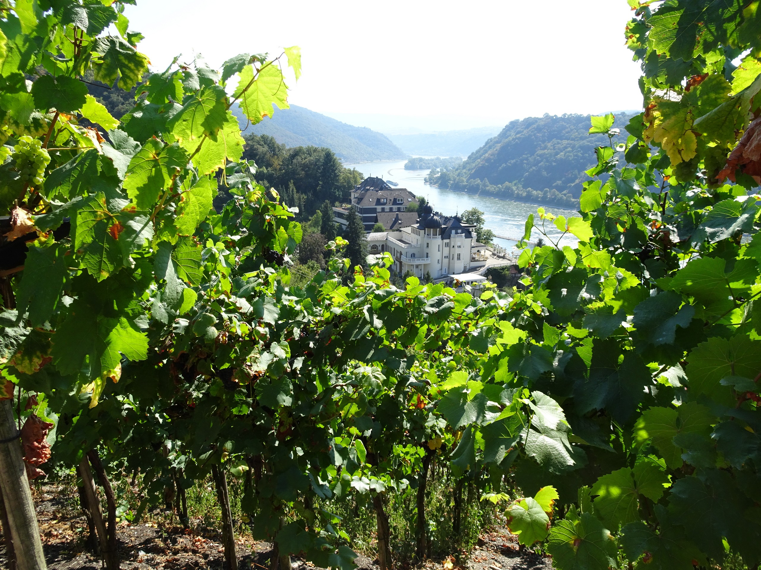 Rhine Walking Rüdesheim – Koblenz-39