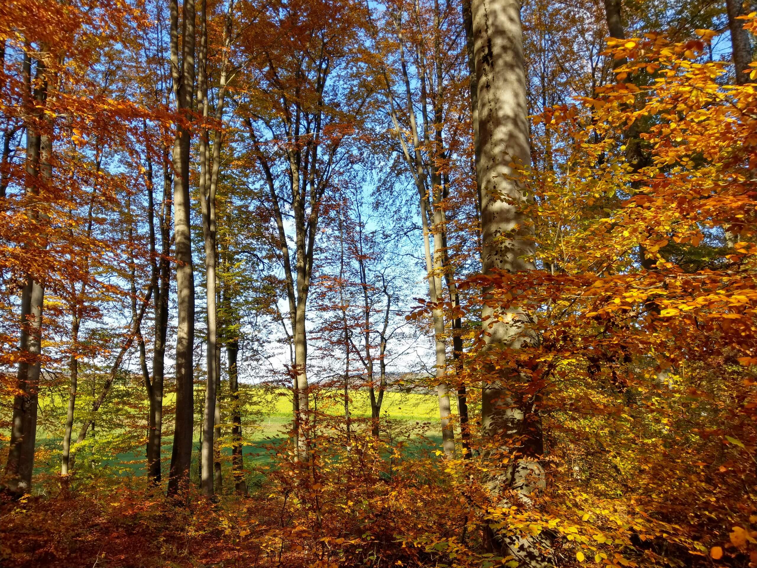 Walking the Magical Spessart region in Germany-15