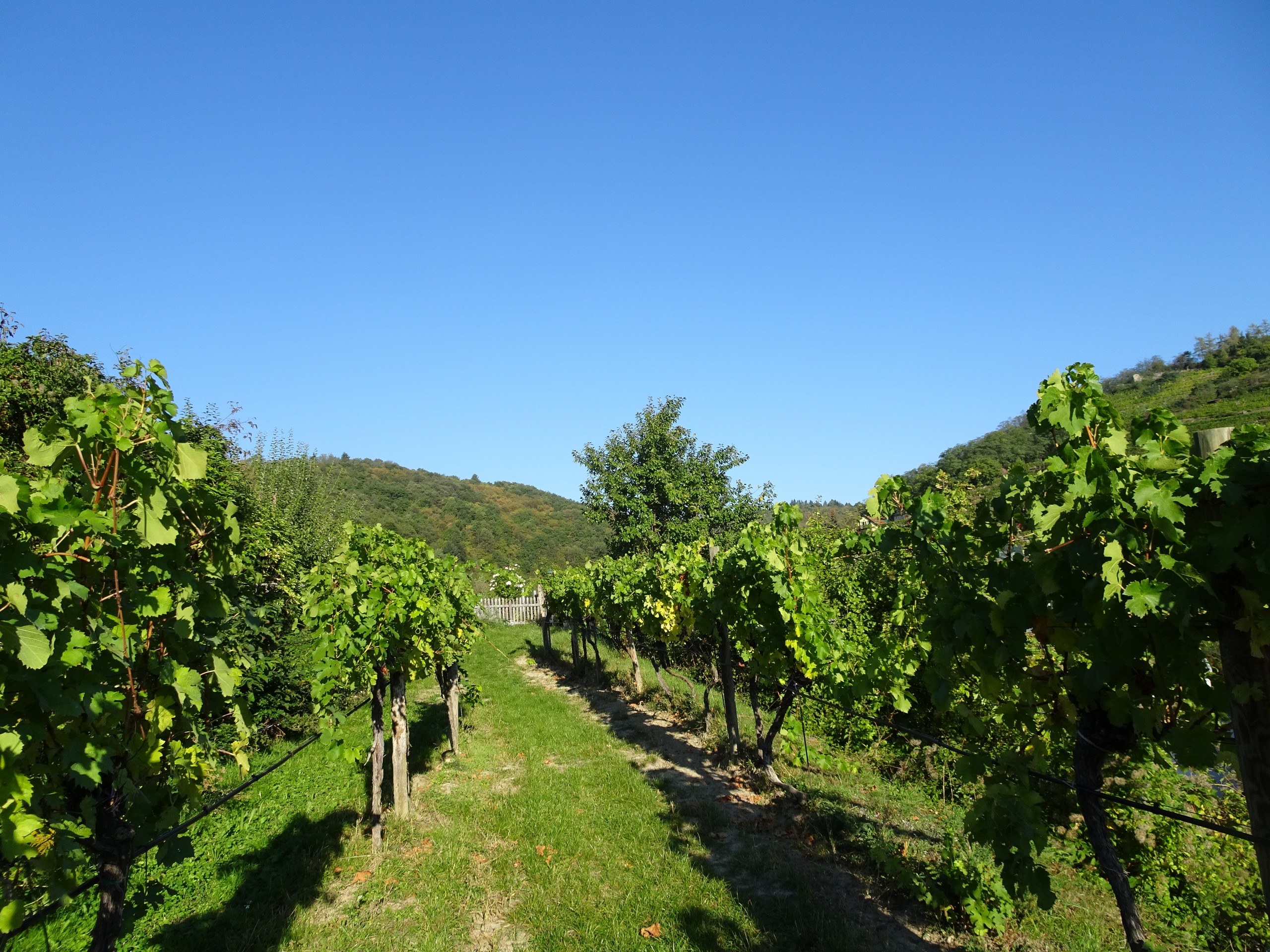 World Heritage Trail Wachau Walking Tour -39