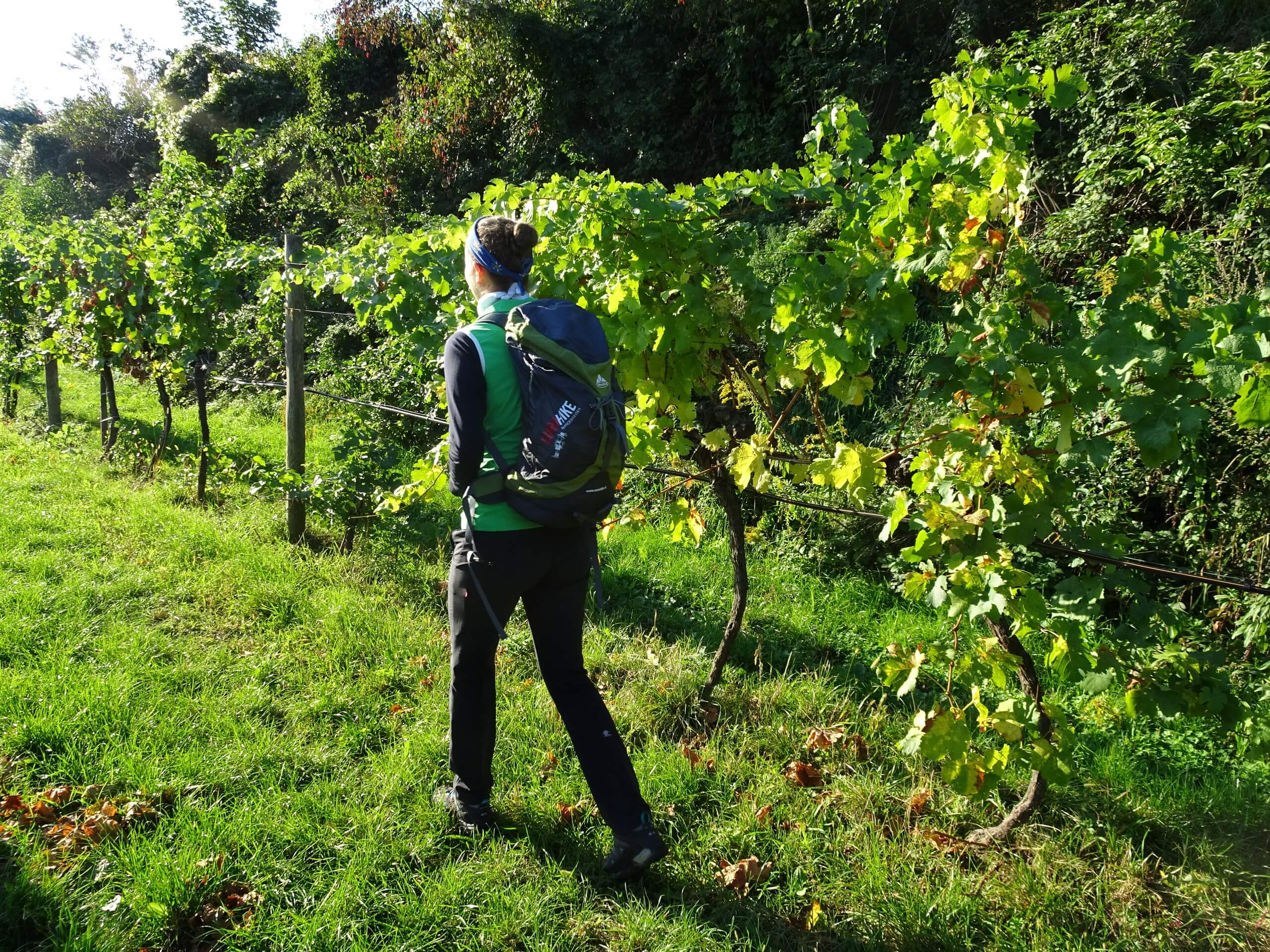 World Heritage Trail Wachau Walking Tour -40