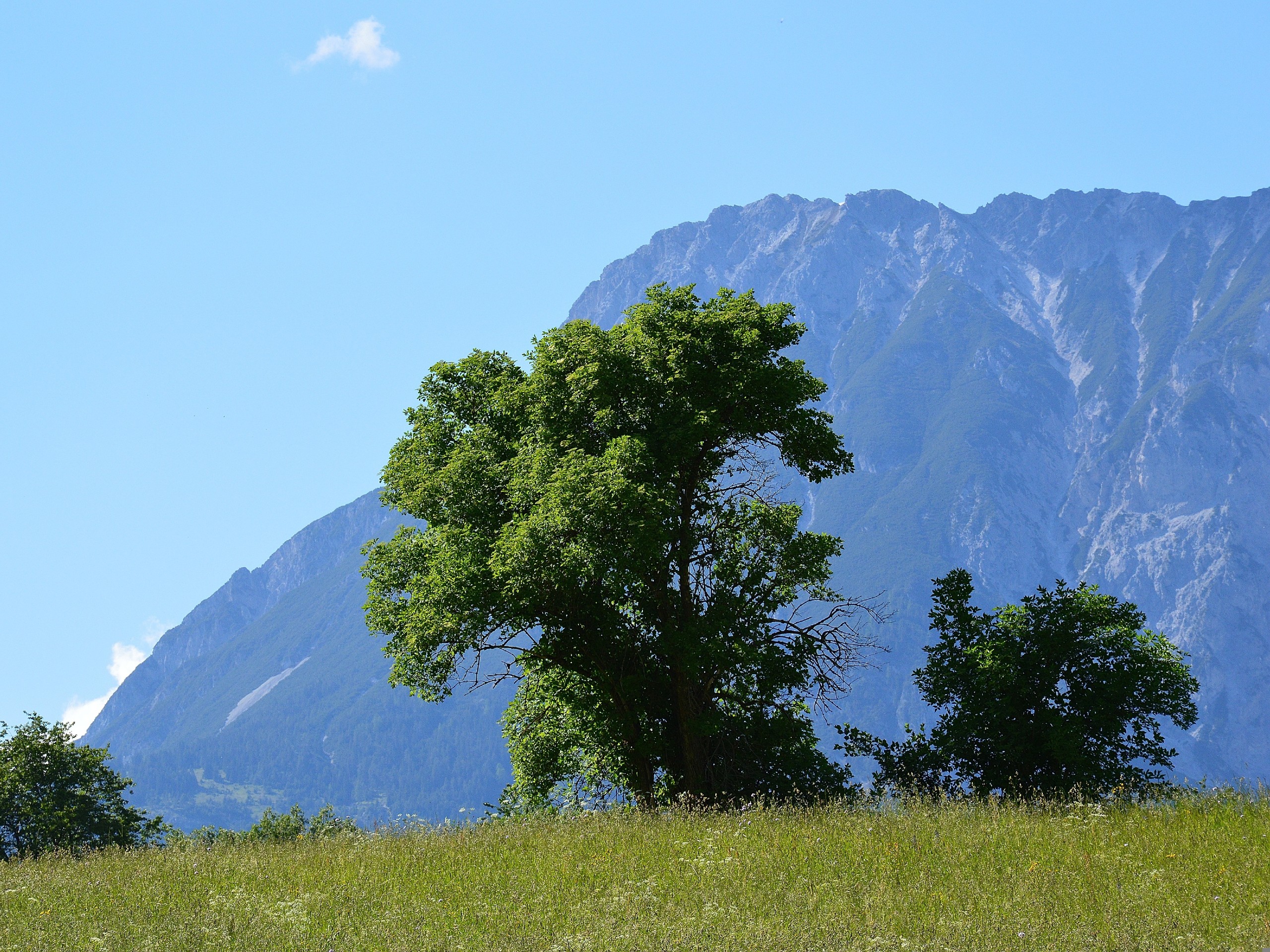 Lone tree seen while on a trekking tour in South Tyrol
