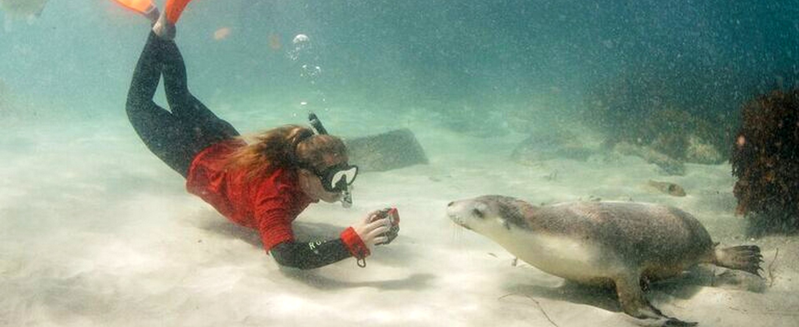 Shark Cage Diving and Sea Lion Tour