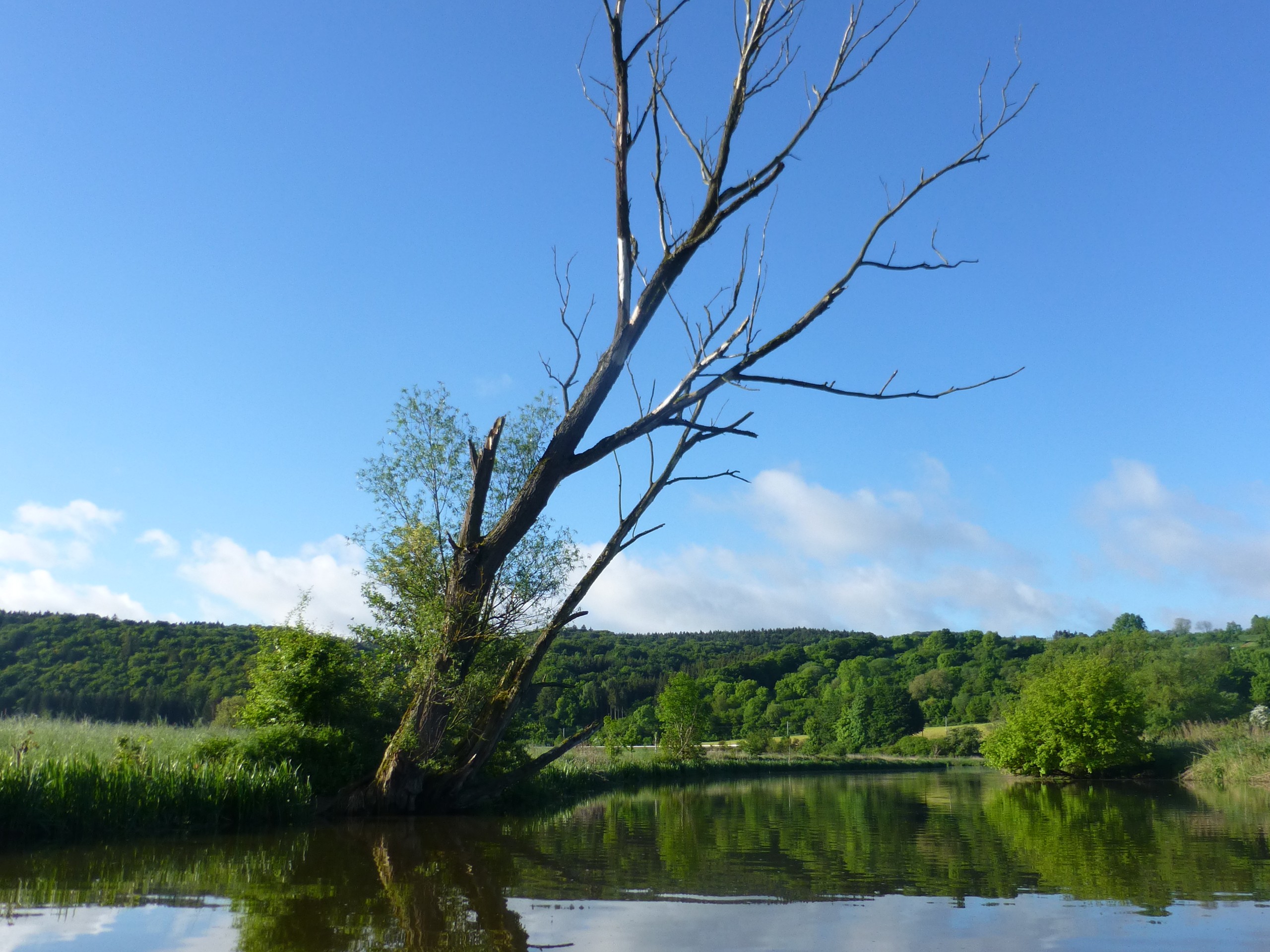 Altmühltal Panorama Trail Tour - Old tree hangning over the river in Germany