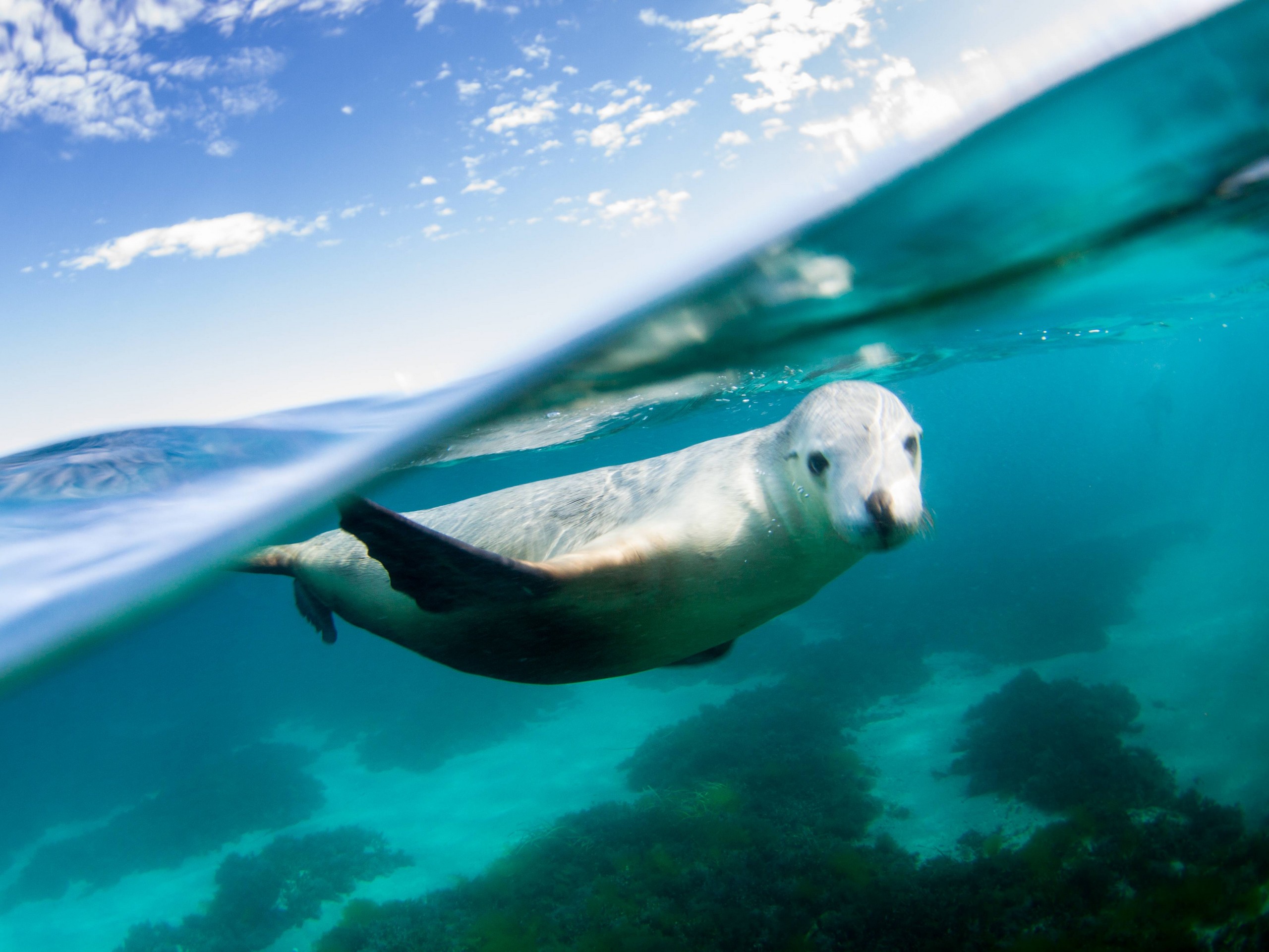 Beautiful sea lion met while on a guided wildlife tour in Port Lincoln