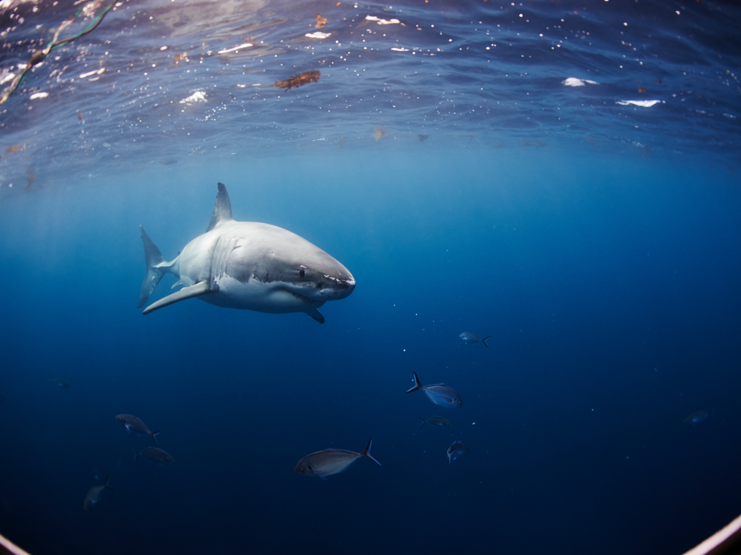 Cage diving with great white sharks 01