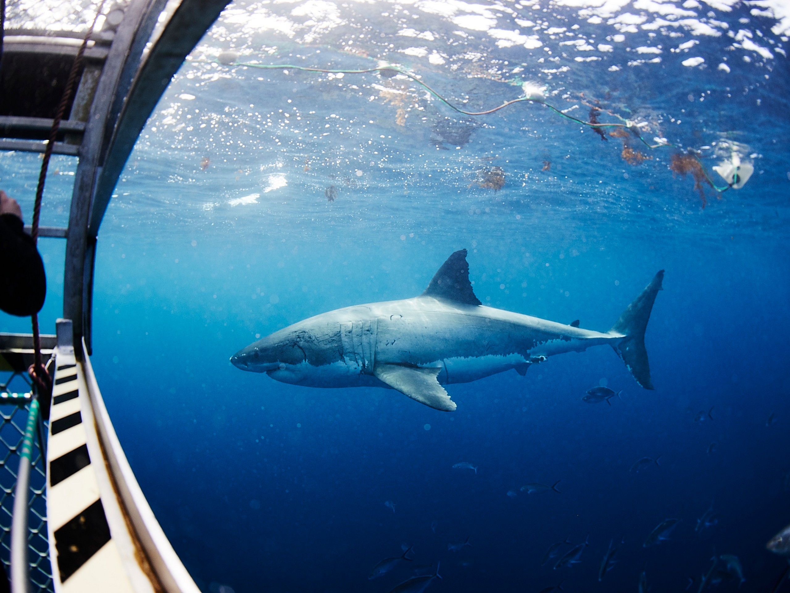 Cage diving with great white sharks 02