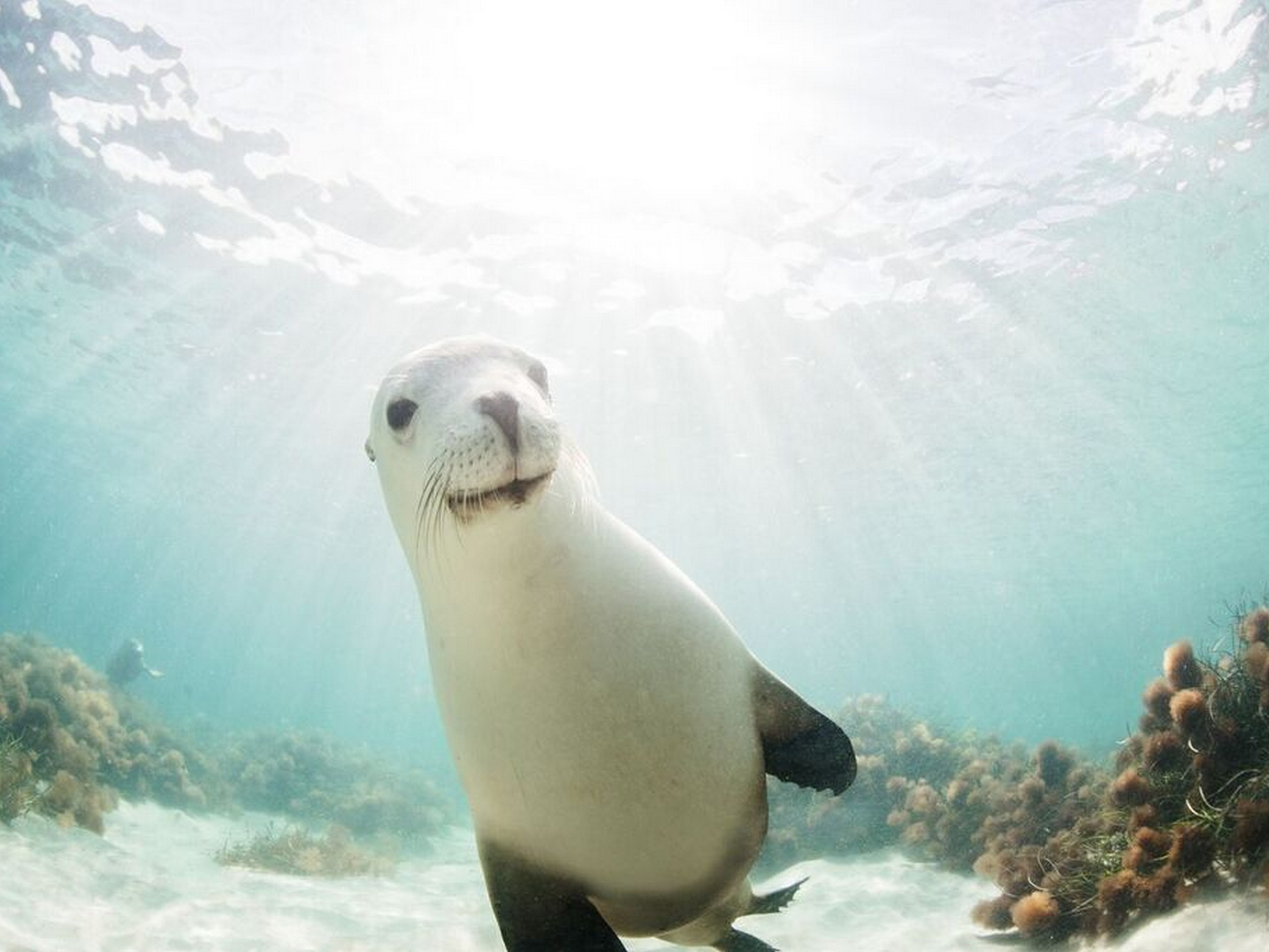 Curious sea lion met while on a guided tour in Australia