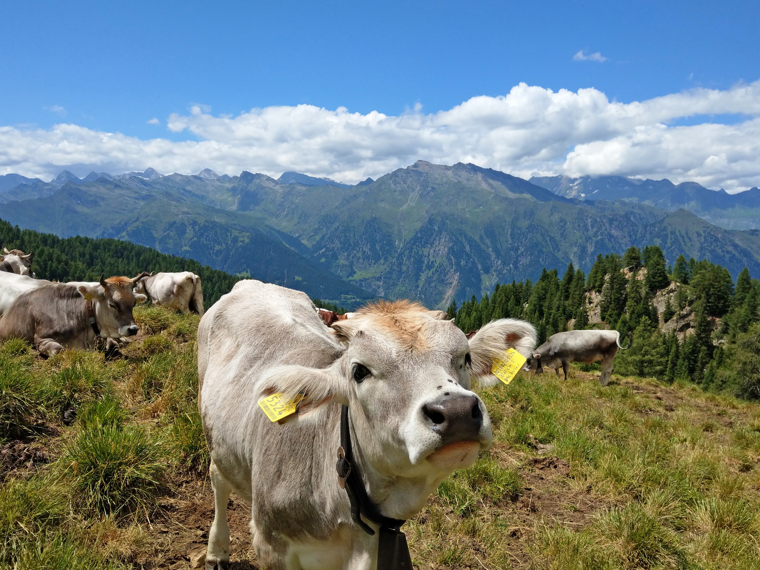 Friendly cow met while hiking in the alps