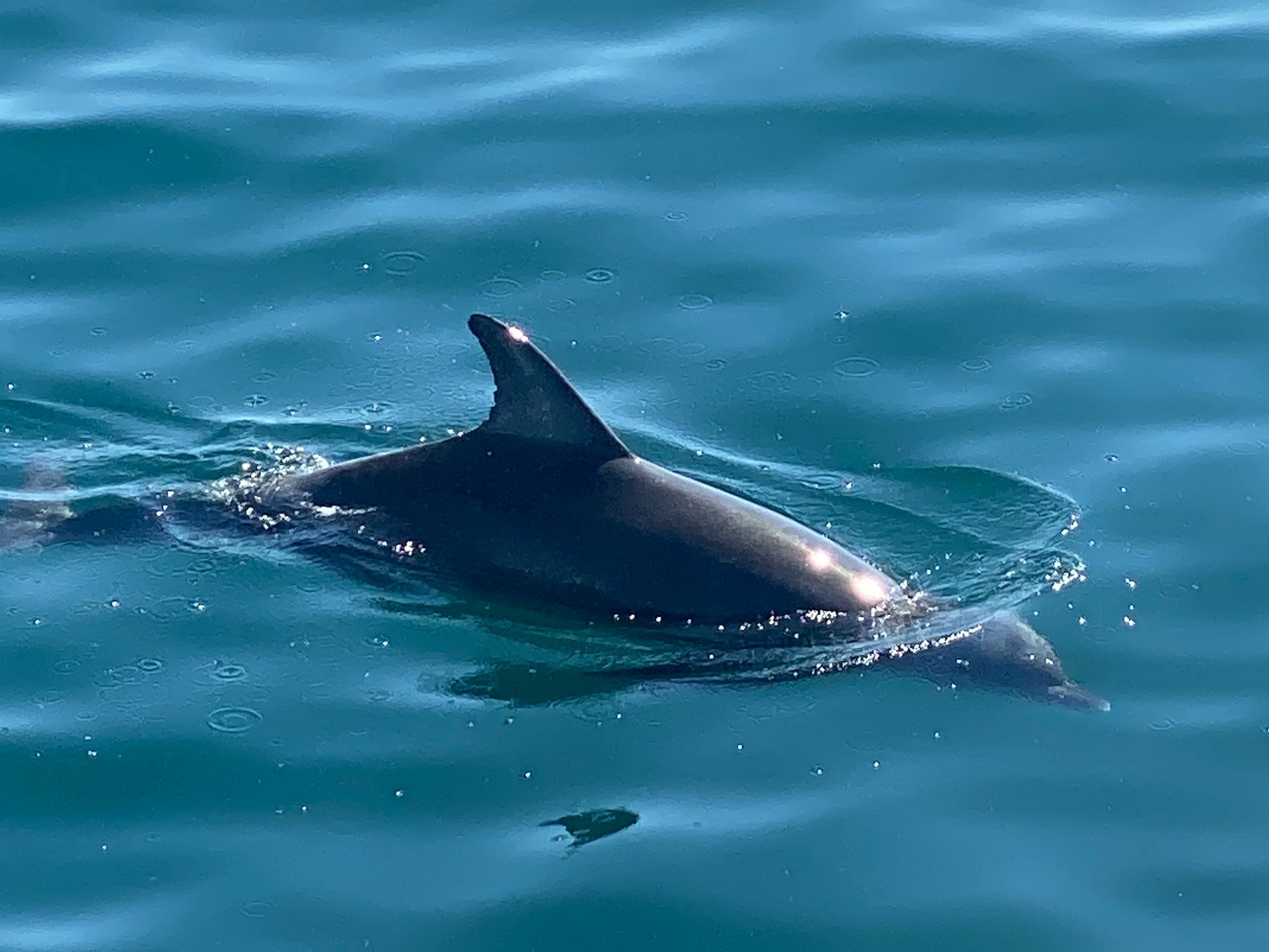 Friendly dolphin leading the boat near Port Lincoln