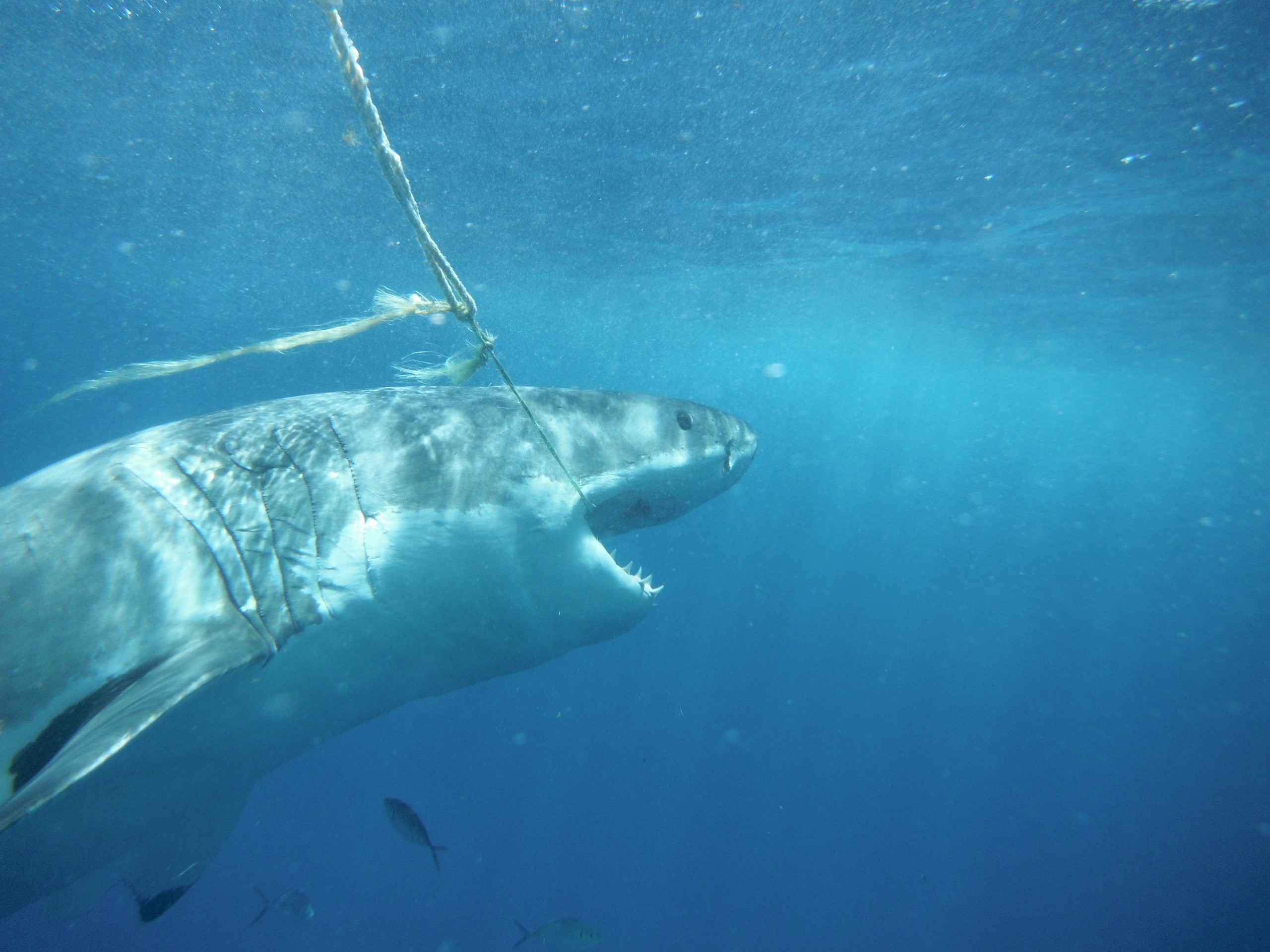 Great White Shark biting berley line