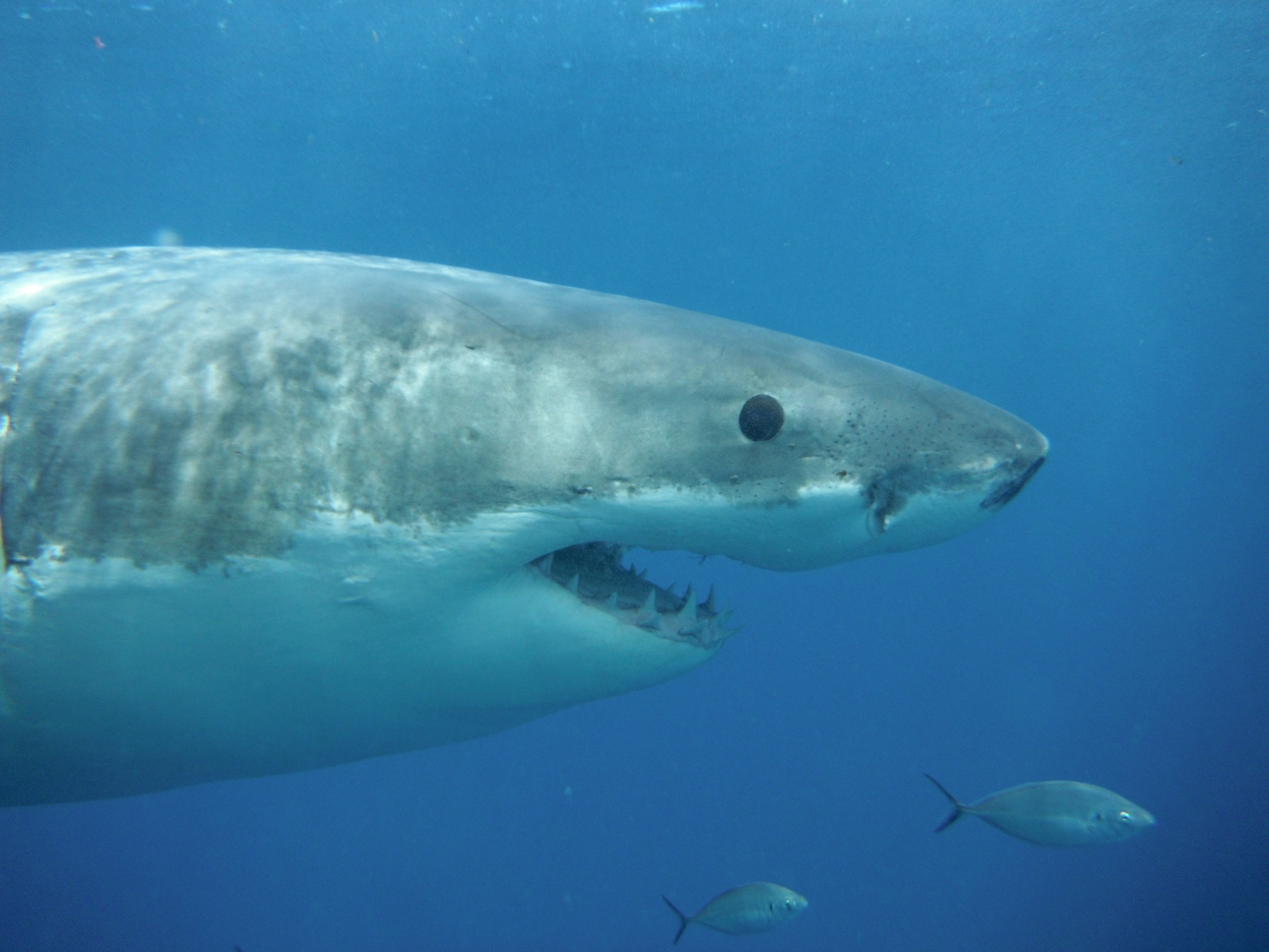 Great White close up, Australia Shark Cage Diving Tour