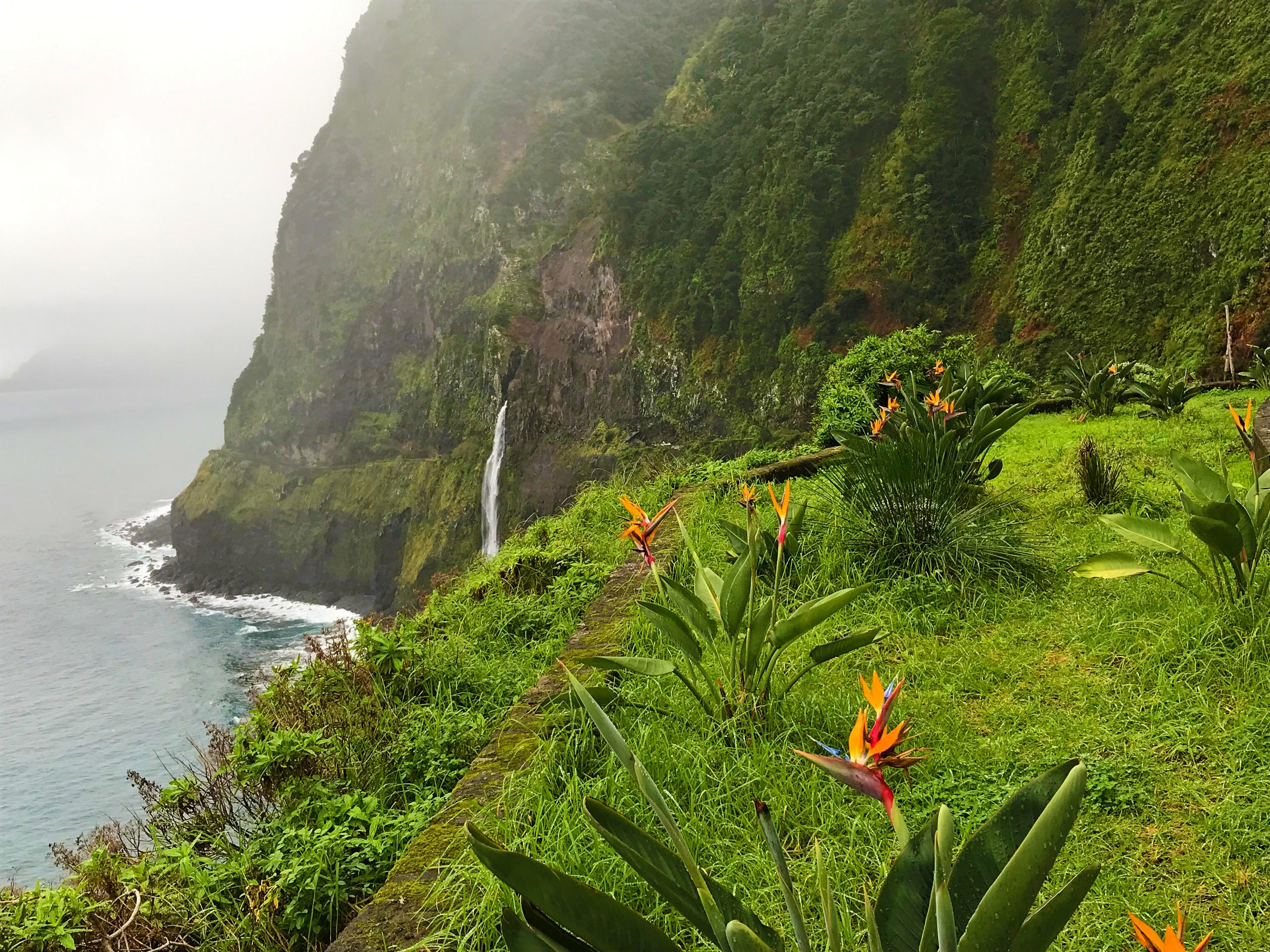 Waterfall, coast and flowers in Madeira