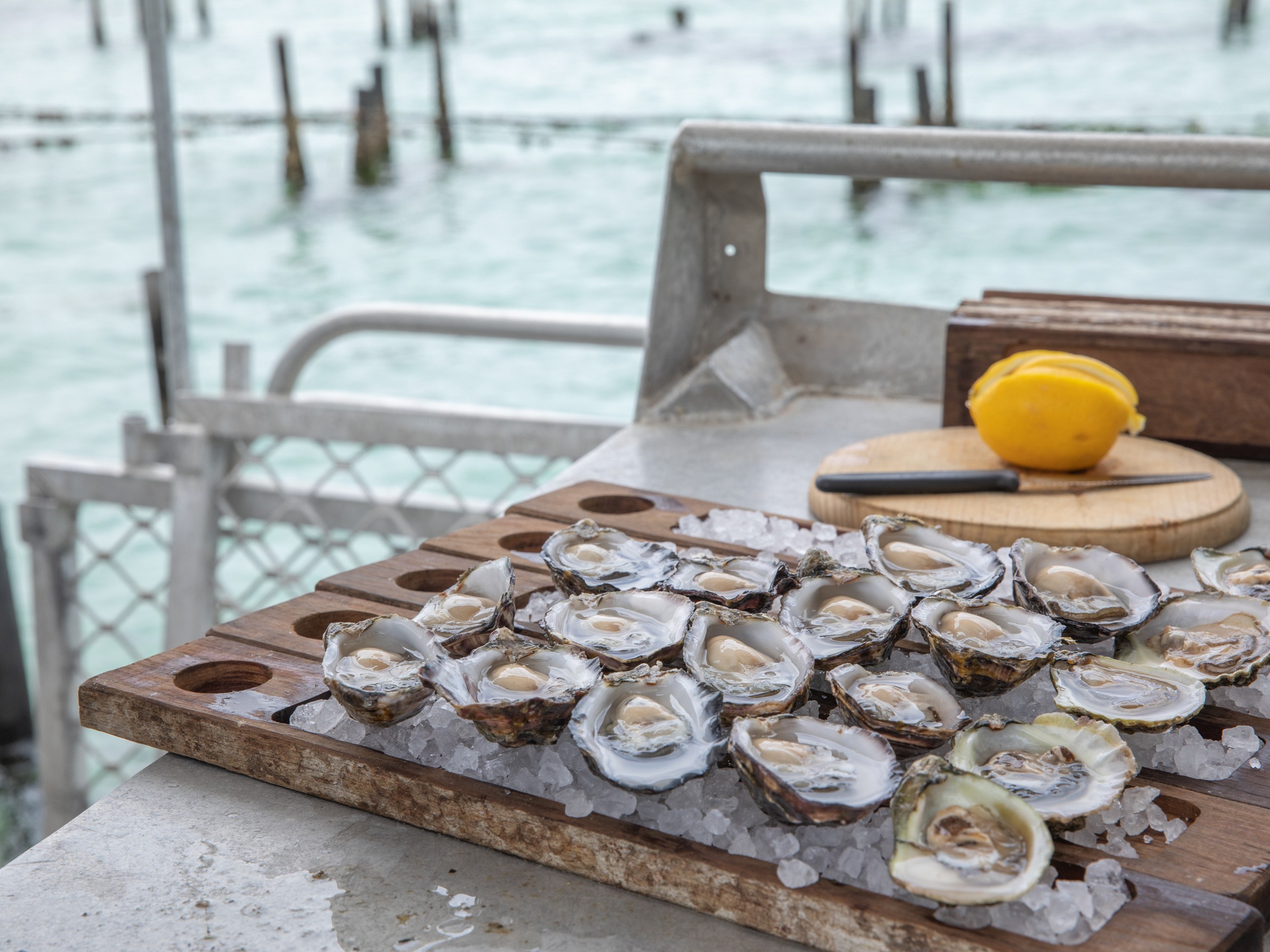 Oysters served on Coffin Bay Oyster Tour
