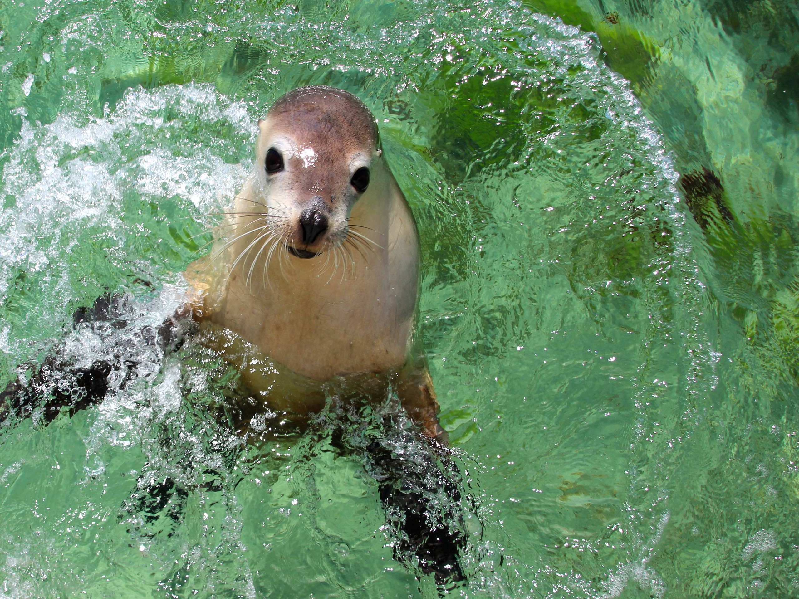 Sea Lion, Port Lincoln, Australia