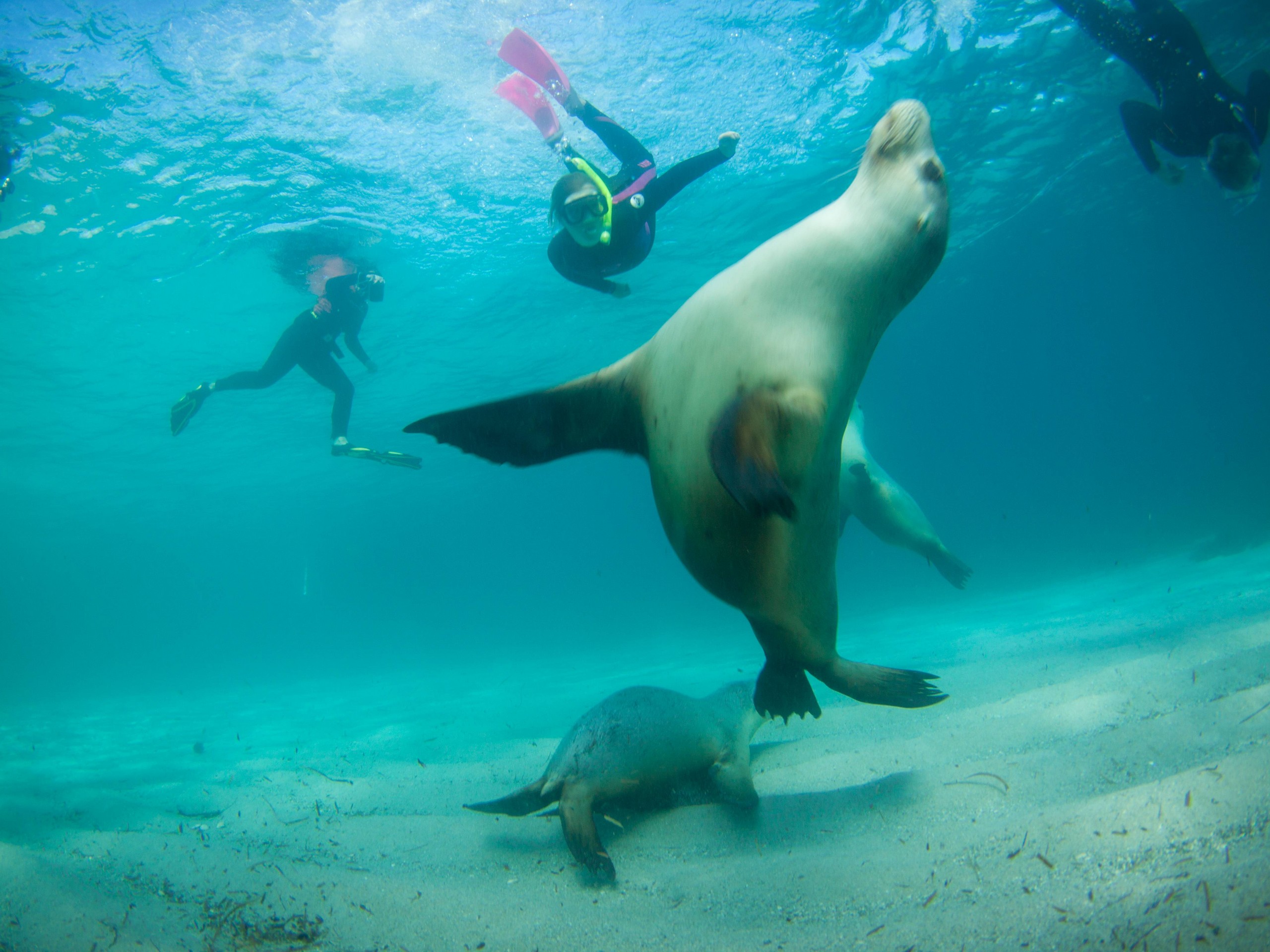 Sea lion playing in a water near Port Lincoln