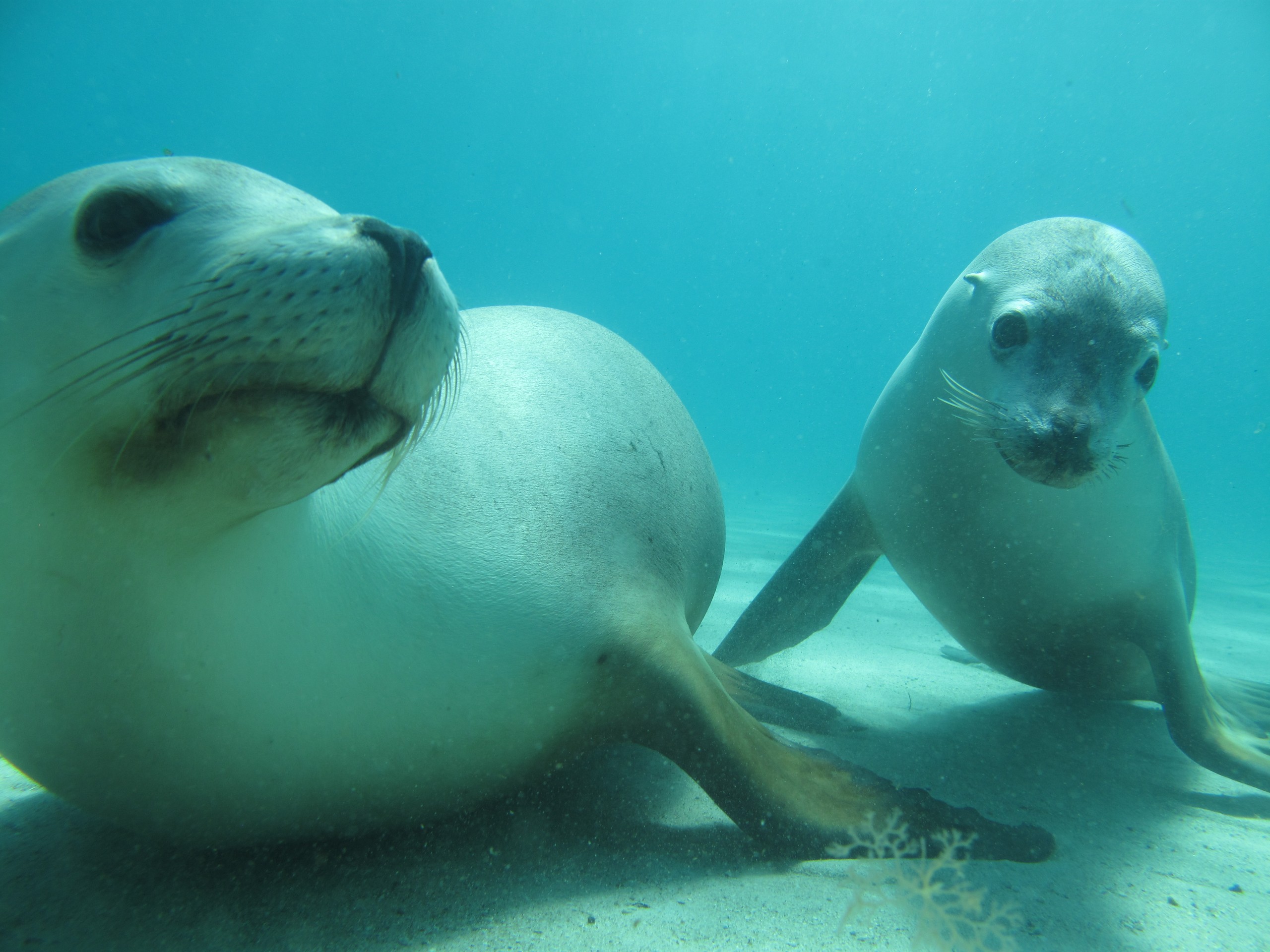 Sea lion pup near Australia's Southern Coast