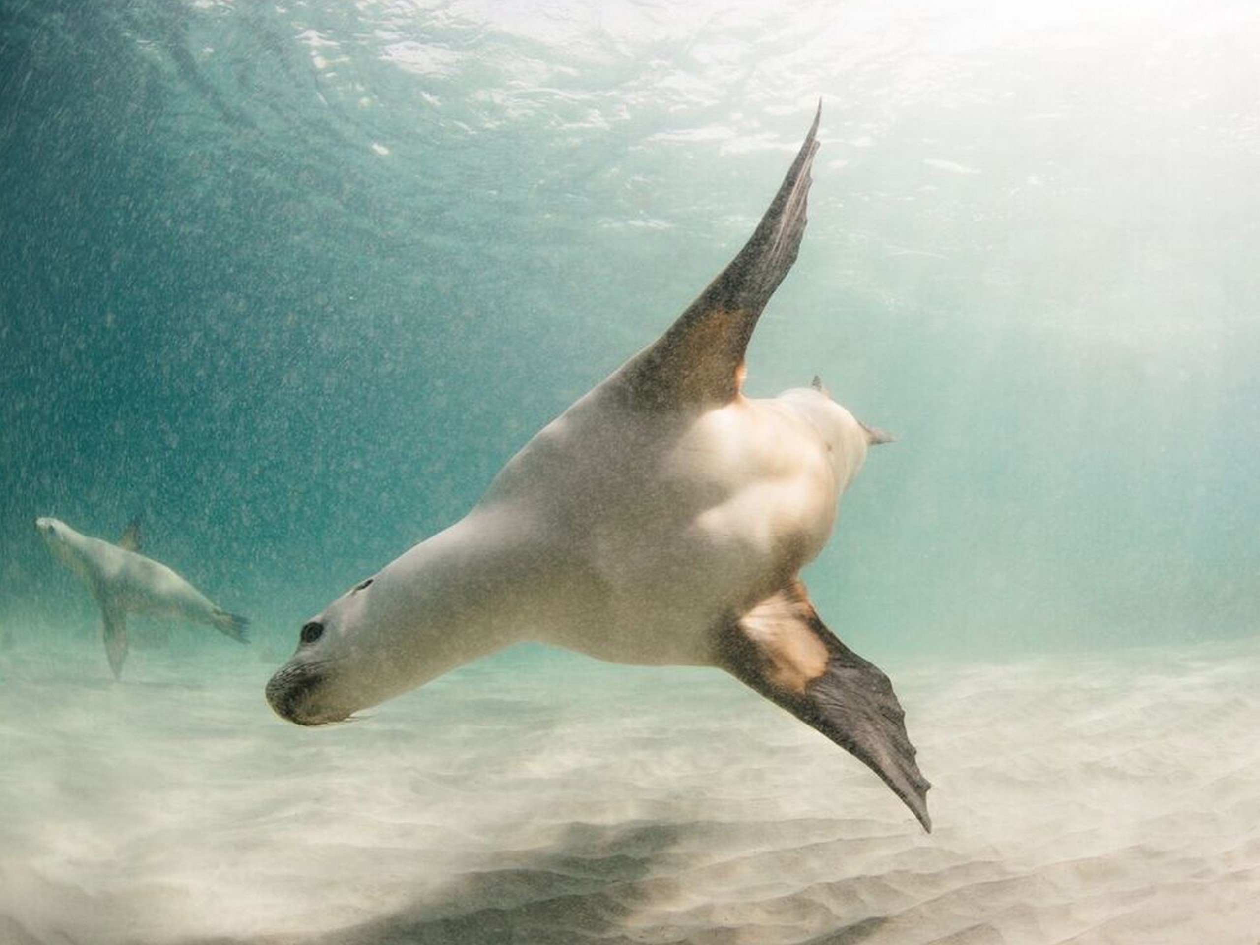 Sea lions at southern coast of Australia