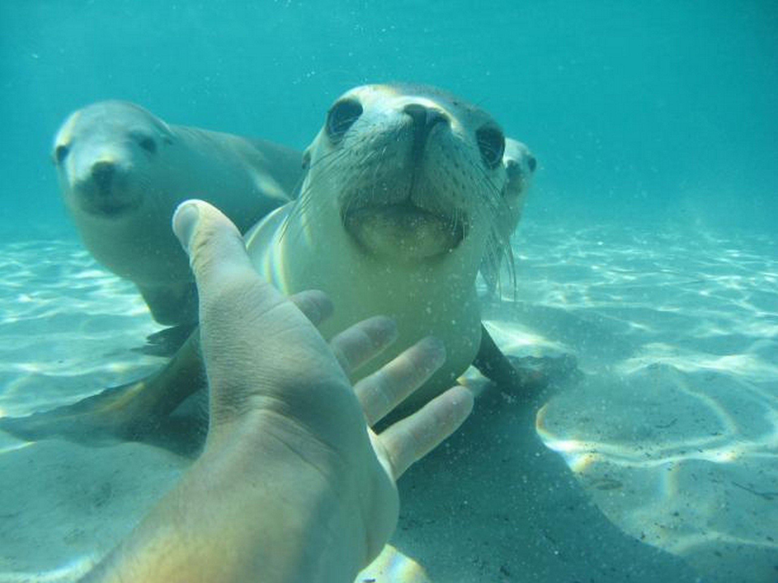 Sea lions met while on a guided tour in Australia